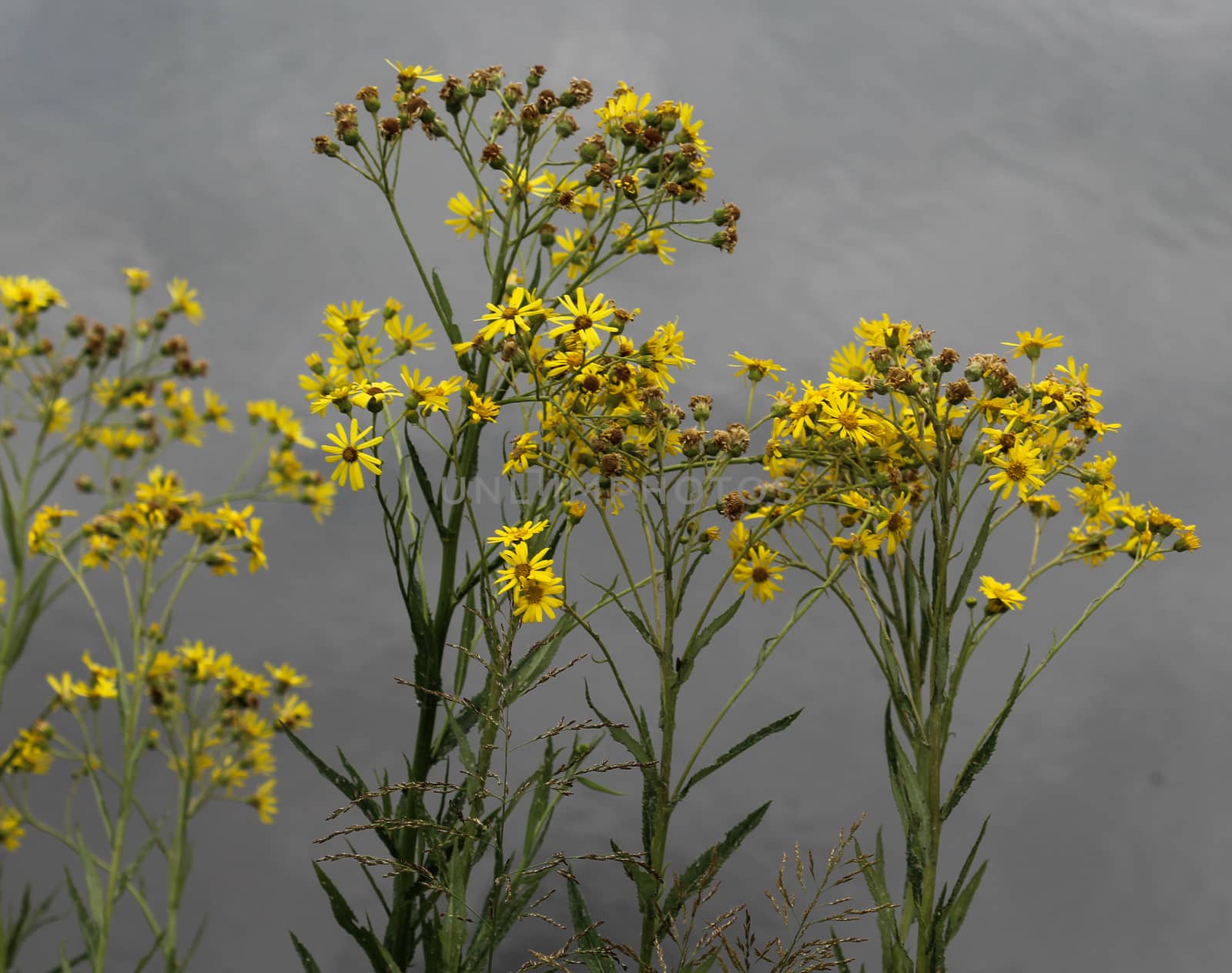 Close up of Jacobaea erucifolia or hoary ragwort flower (Senecio erucifolius) blooming in spring