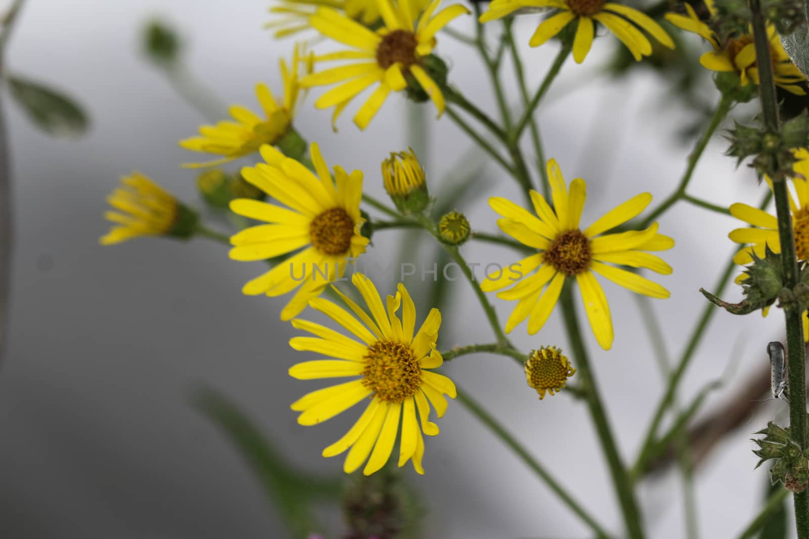 Close up of Jacobaea erucifolia or hoary ragwort flower (Senecio erucifolius) blooming in spring