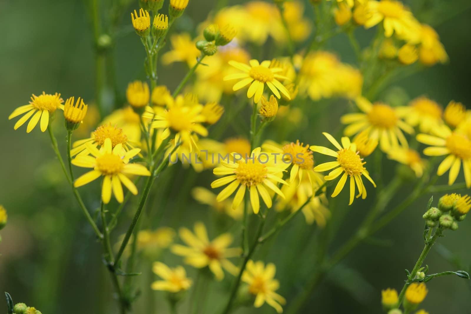 Close up of Jacobaea erucifolia or hoary ragwort flower (Senecio erucifolius) blooming in spring