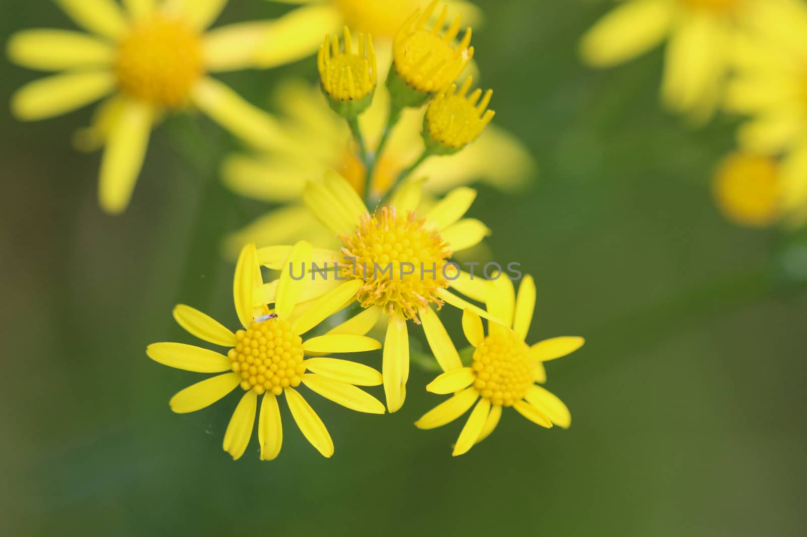 Close up of Jacobaea erucifolia or hoary ragwort flower (Senecio erucifolius) blooming in spring