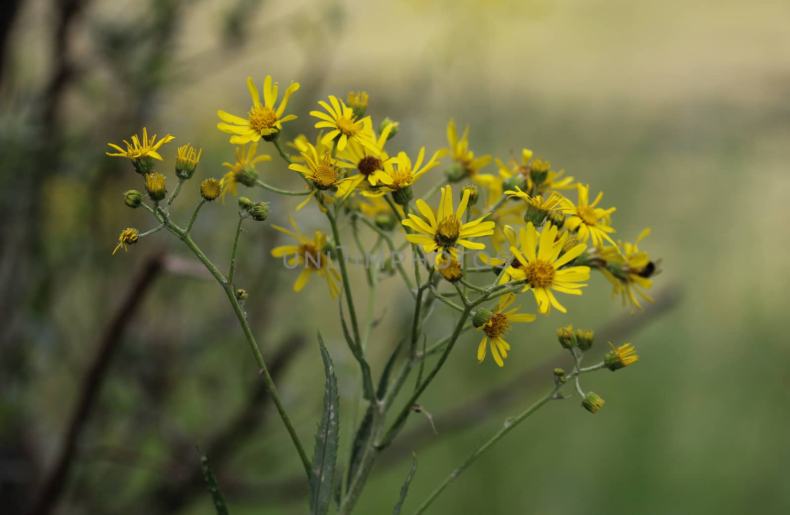 Close up of Jacobaea erucifolia or hoary ragwort flower (Senecio erucifolius) blooming in spring