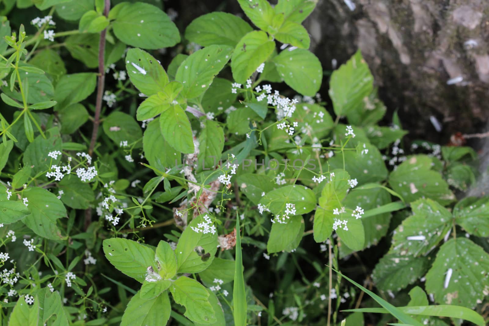 close up of Galium palustre, the common marsh bedstraw or simply marsh-bedstraw flower