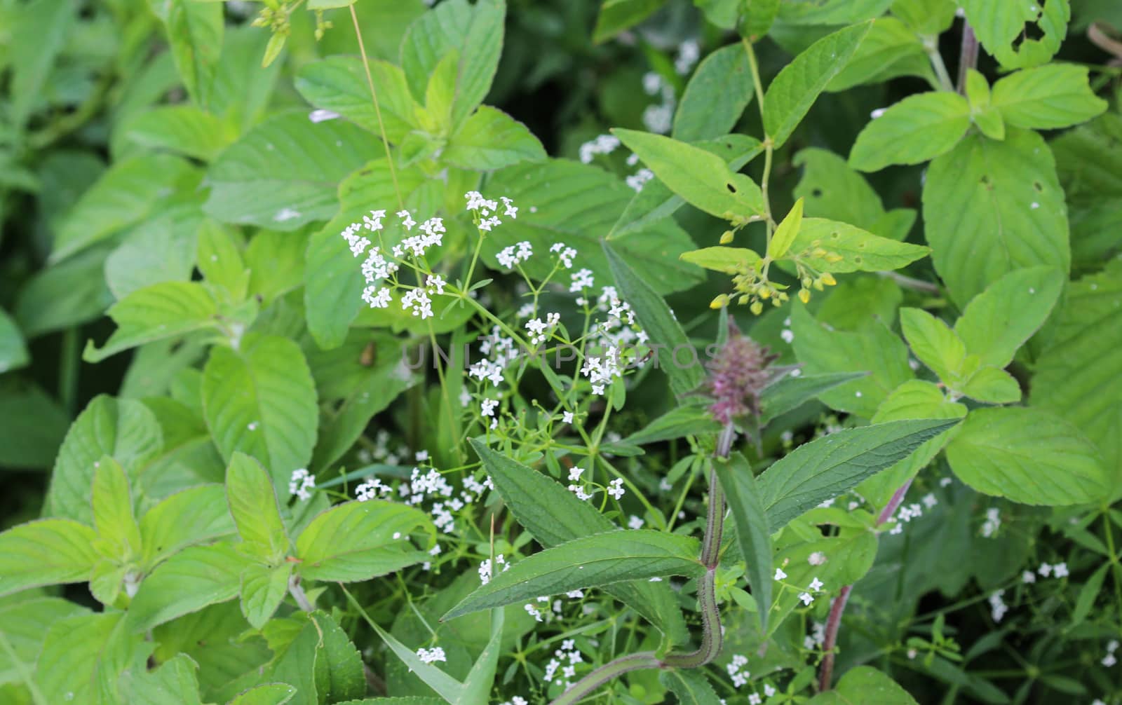close up of Galium palustre, the common marsh bedstraw or simply marsh-bedstraw flower