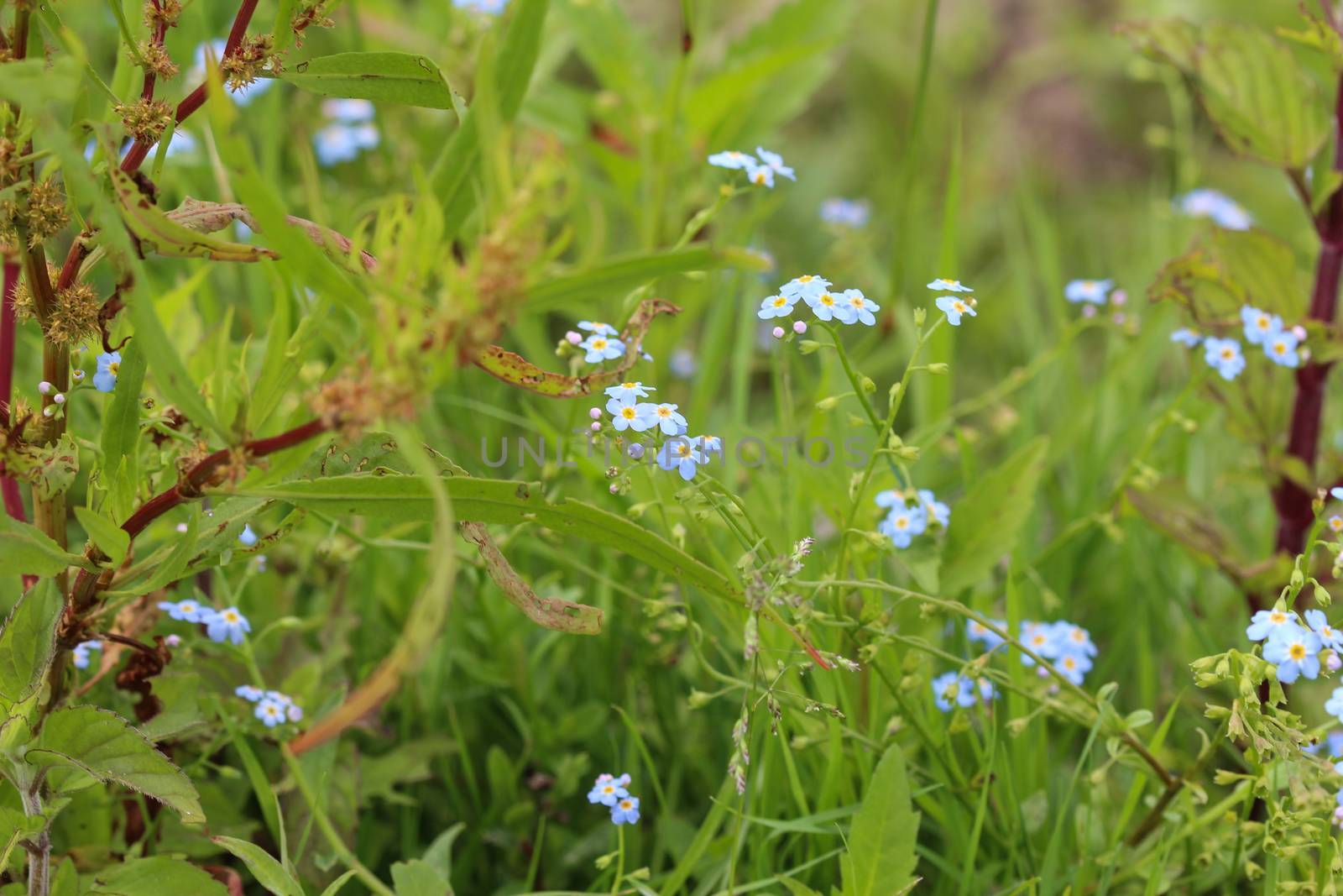 close up of Myosotis scorpioides, the true forget-me-not, water forget-me-not flower