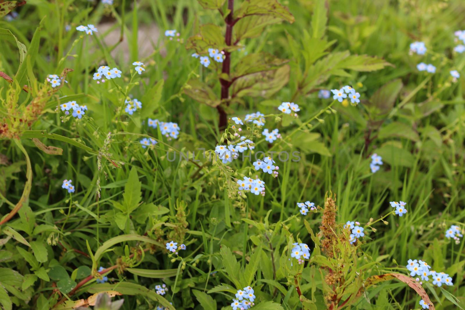 close up of Myosotis scorpioides, the true forget-me-not, water forget-me-not flower