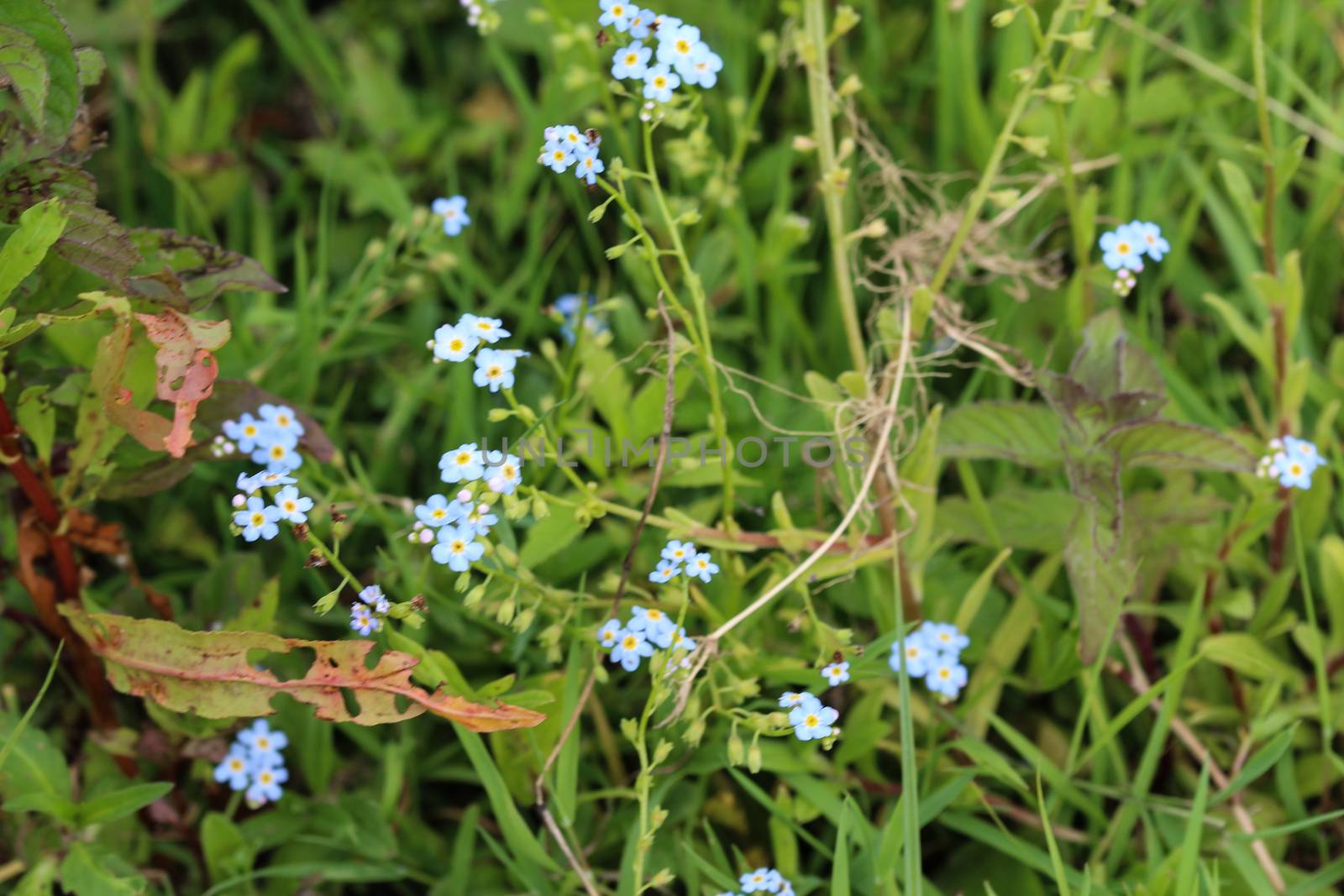 close up of Myosotis scorpioides, the true forget-me-not, water forget-me-not flower