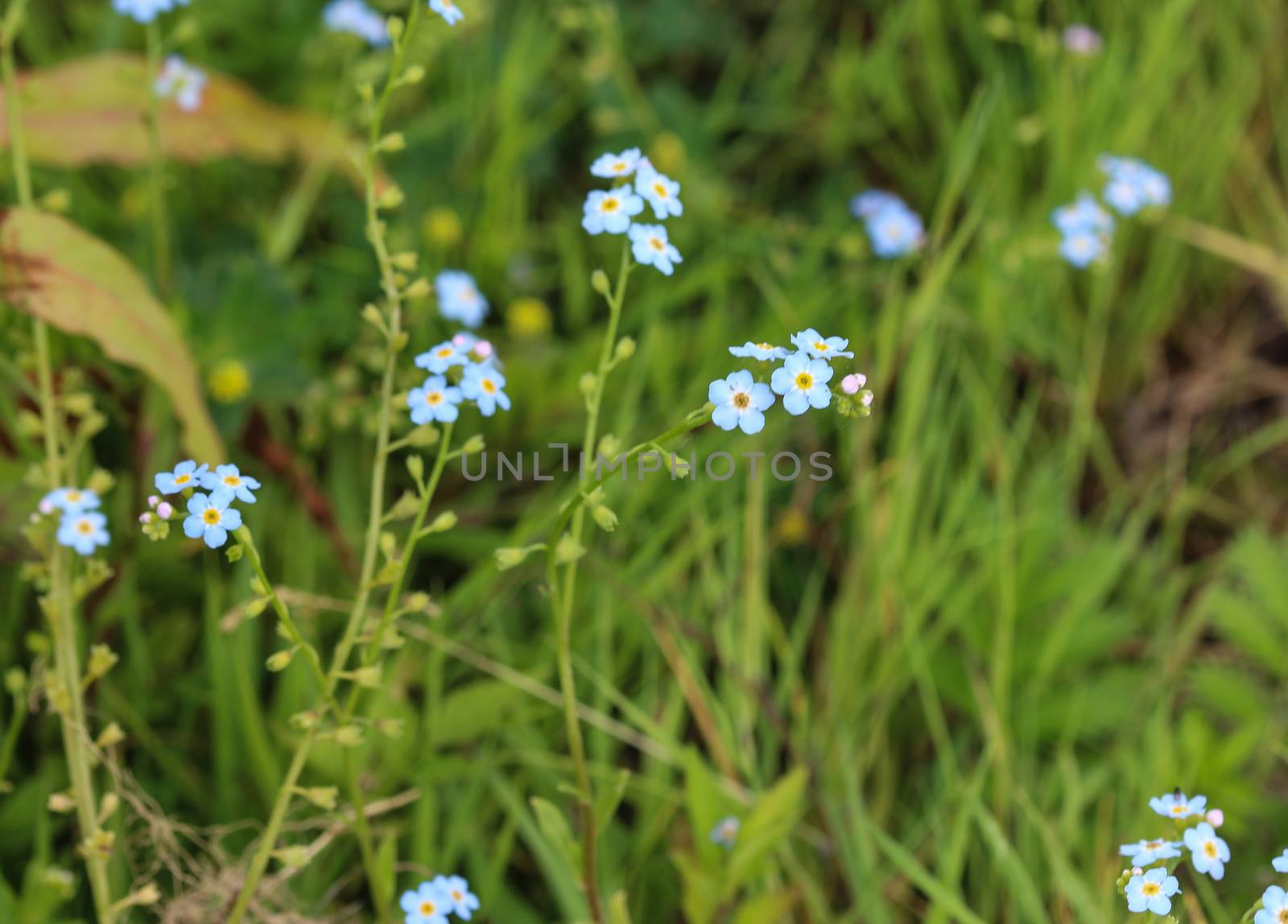 close up of Myosotis scorpioides, the true forget-me-not, water forget-me-not flower