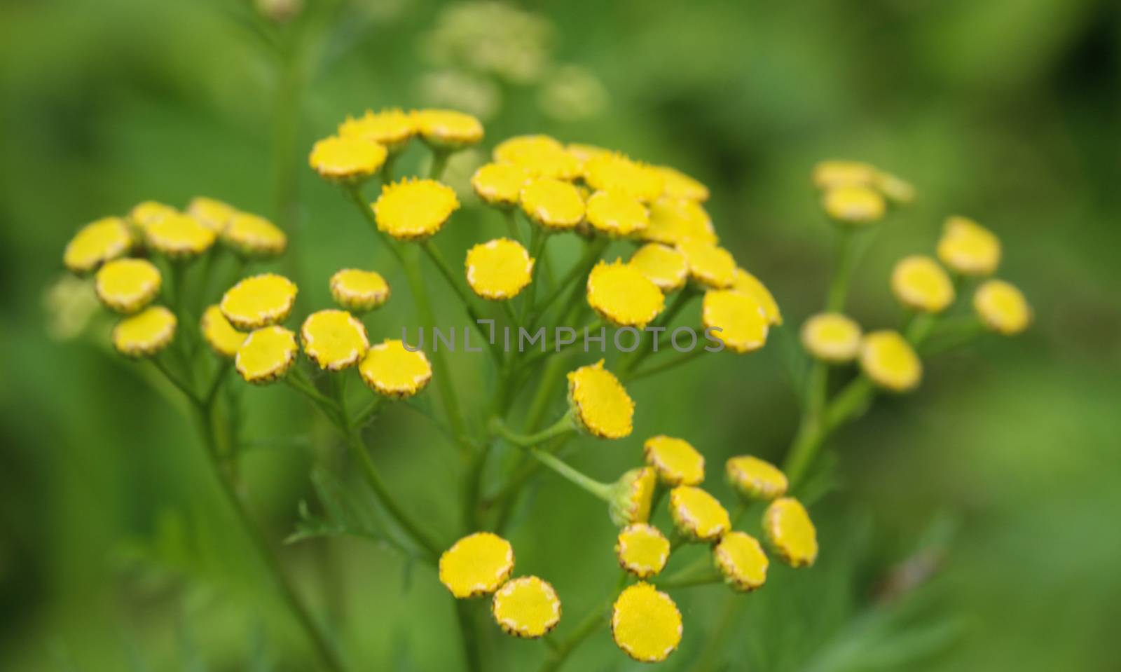 close up of Tansy (Tanacetum vulgare), also known as common tansy, bitter buttons, cow bitter, or golden buttons