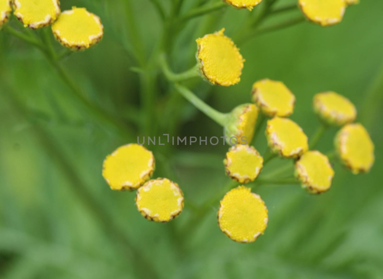 close up of Tansy (Tanacetum vulgare), also known as common tansy, bitter buttons, cow bitter, or golden buttons