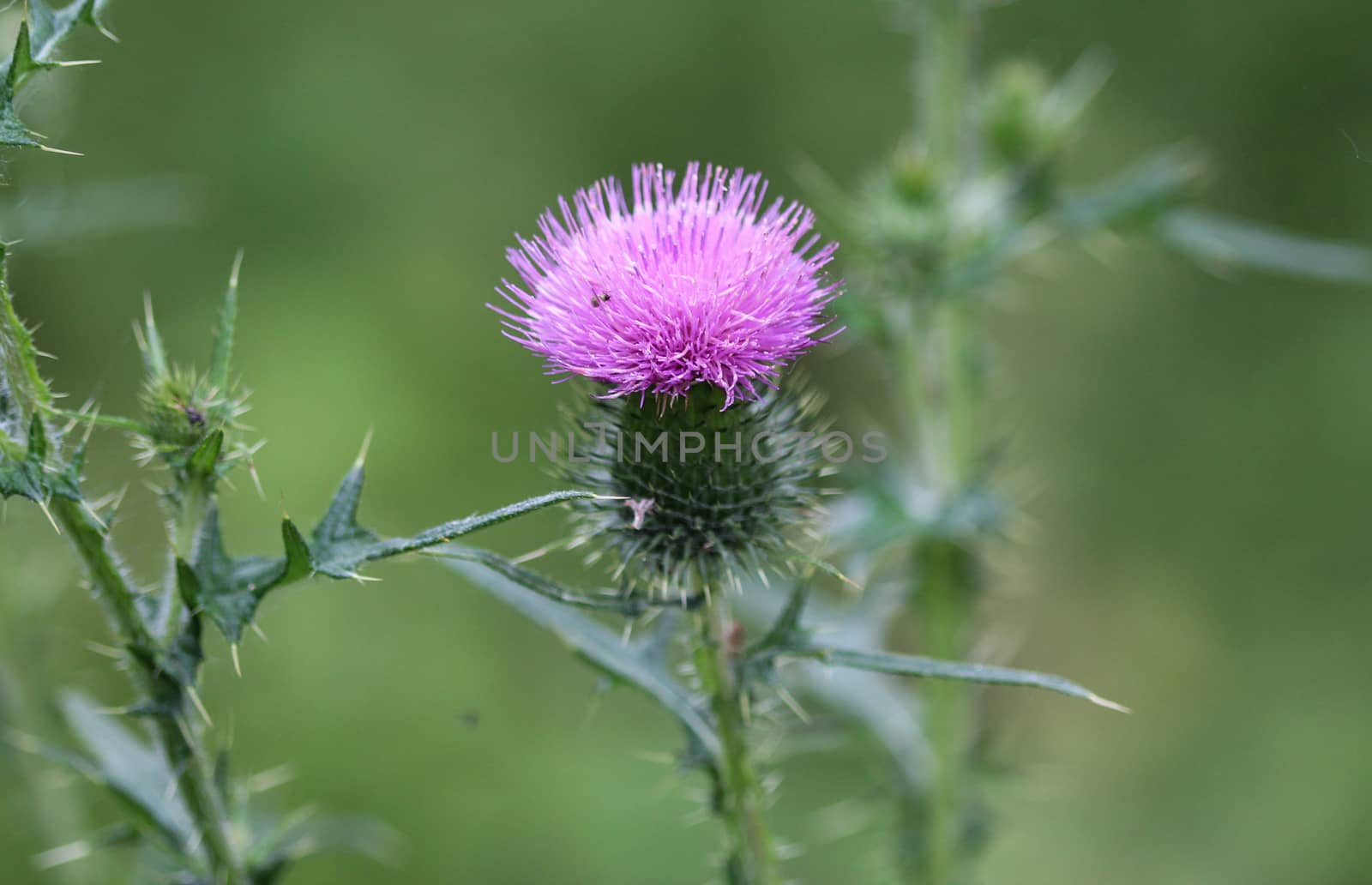 close up of Cirsium vulgare flower, the spear thistle, bull thistle, or common thistle, blooming in summer