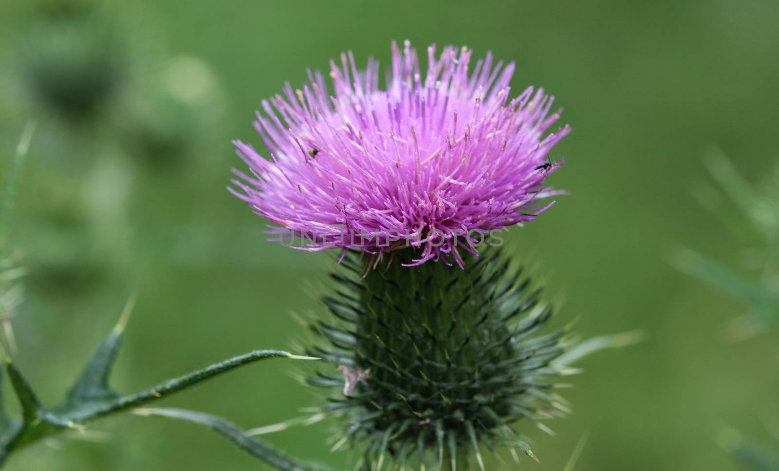 close up of Cirsium vulgare flower, the spear thistle, bull thistle, or common thistle, blooming in summer