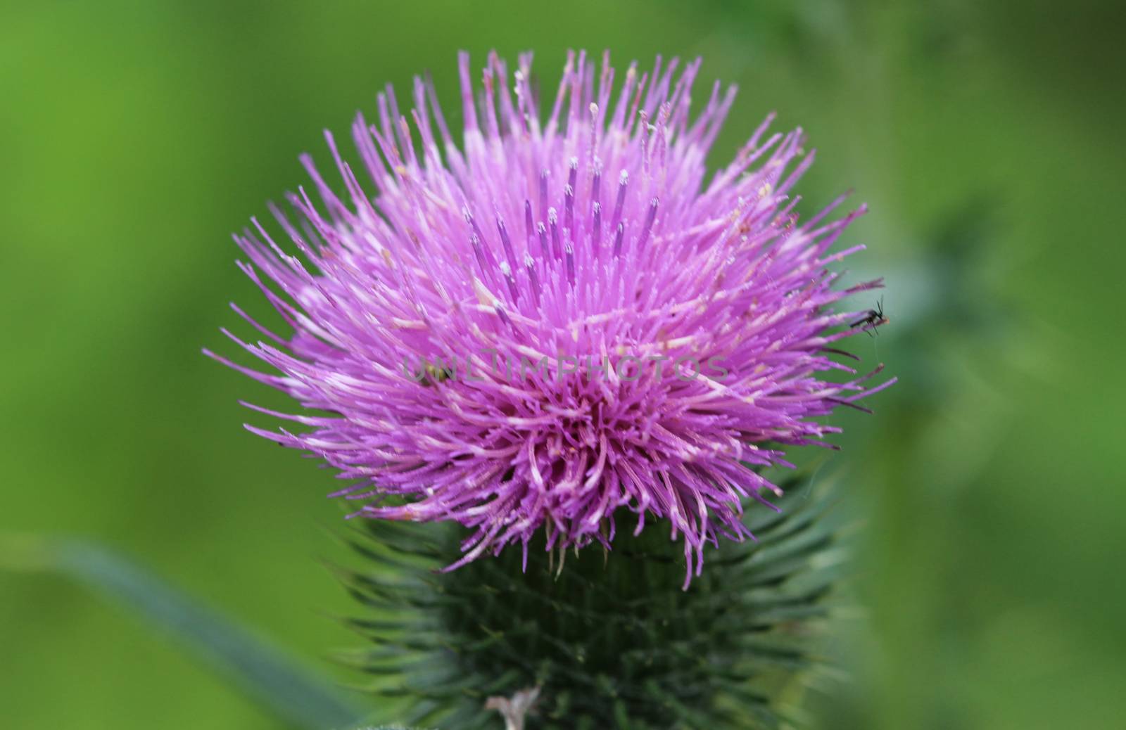 close up of Cirsium vulgare flower, the spear thistle, bull thistle, or common thistle, blooming in summer