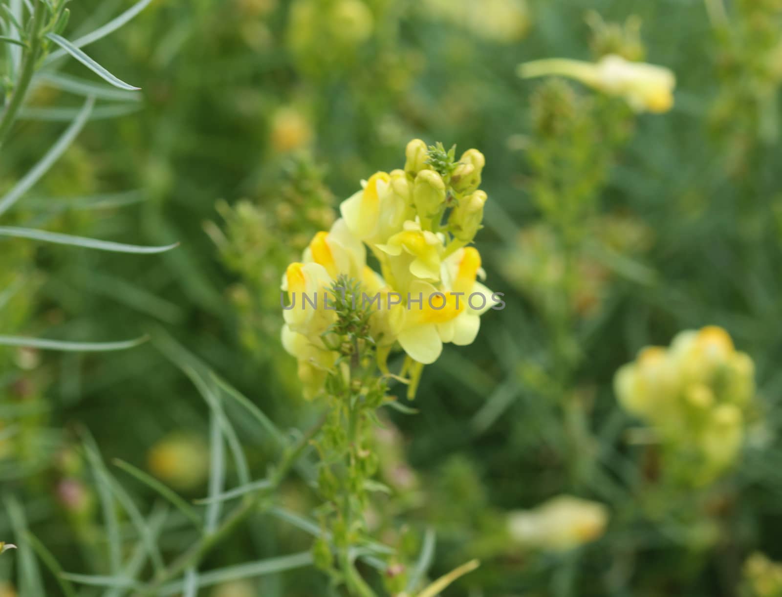 close up of Linaria vulgaris, names are common toadflax, yellow toadflax, or butter-and-eggs, blooming in the summer