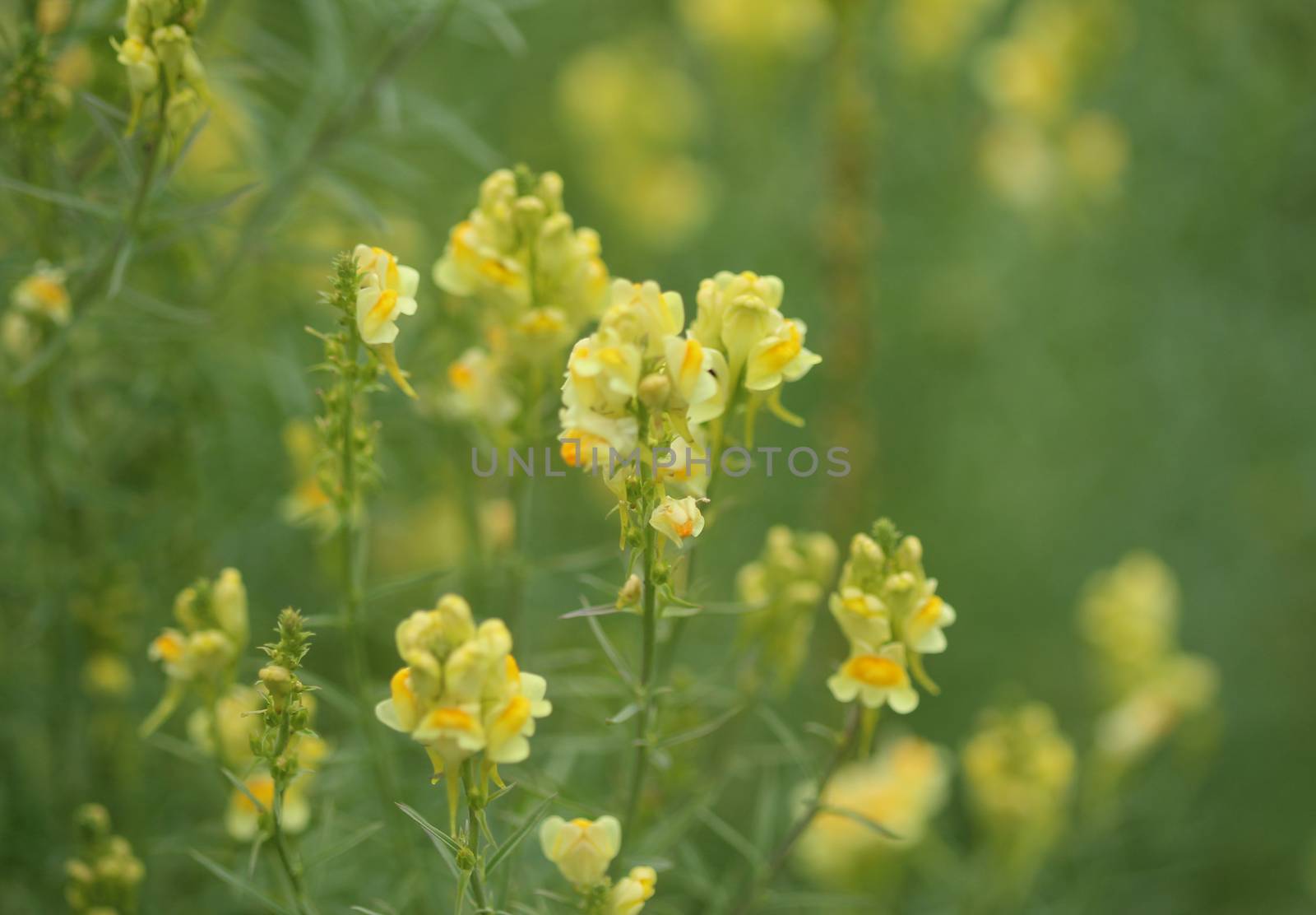 close up of Linaria vulgaris, names are common toadflax, yellow toadflax, or butter-and-eggs, blooming in the summer