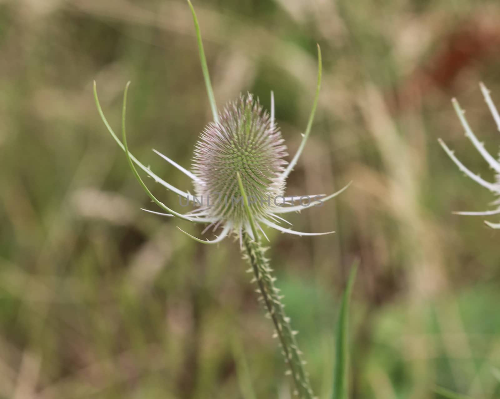 Close up of wild teasel or or fullers teasel (Dipsacus fullonum)