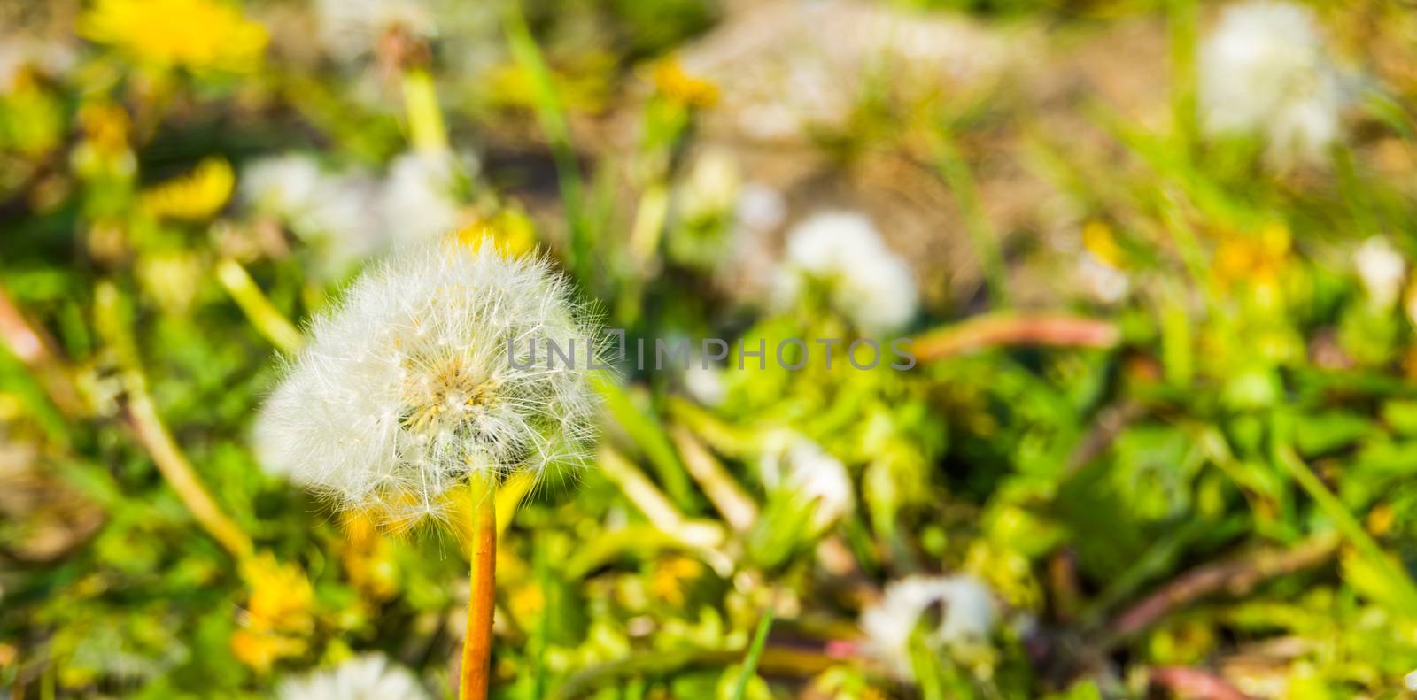 closeup of a dandelion flower seed head, parachute seeds, seed dispersion of a wild flower