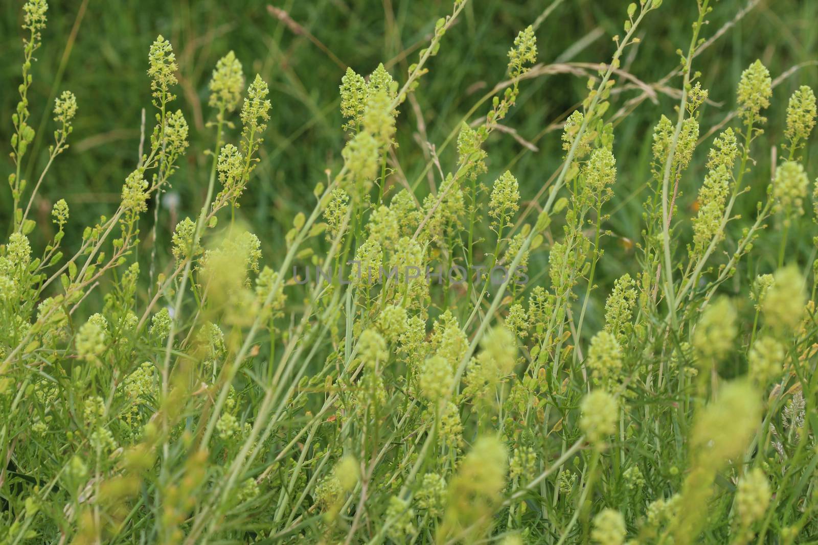 Close up of Reseda lutea, the yellow mignonette or wild mignonette flower