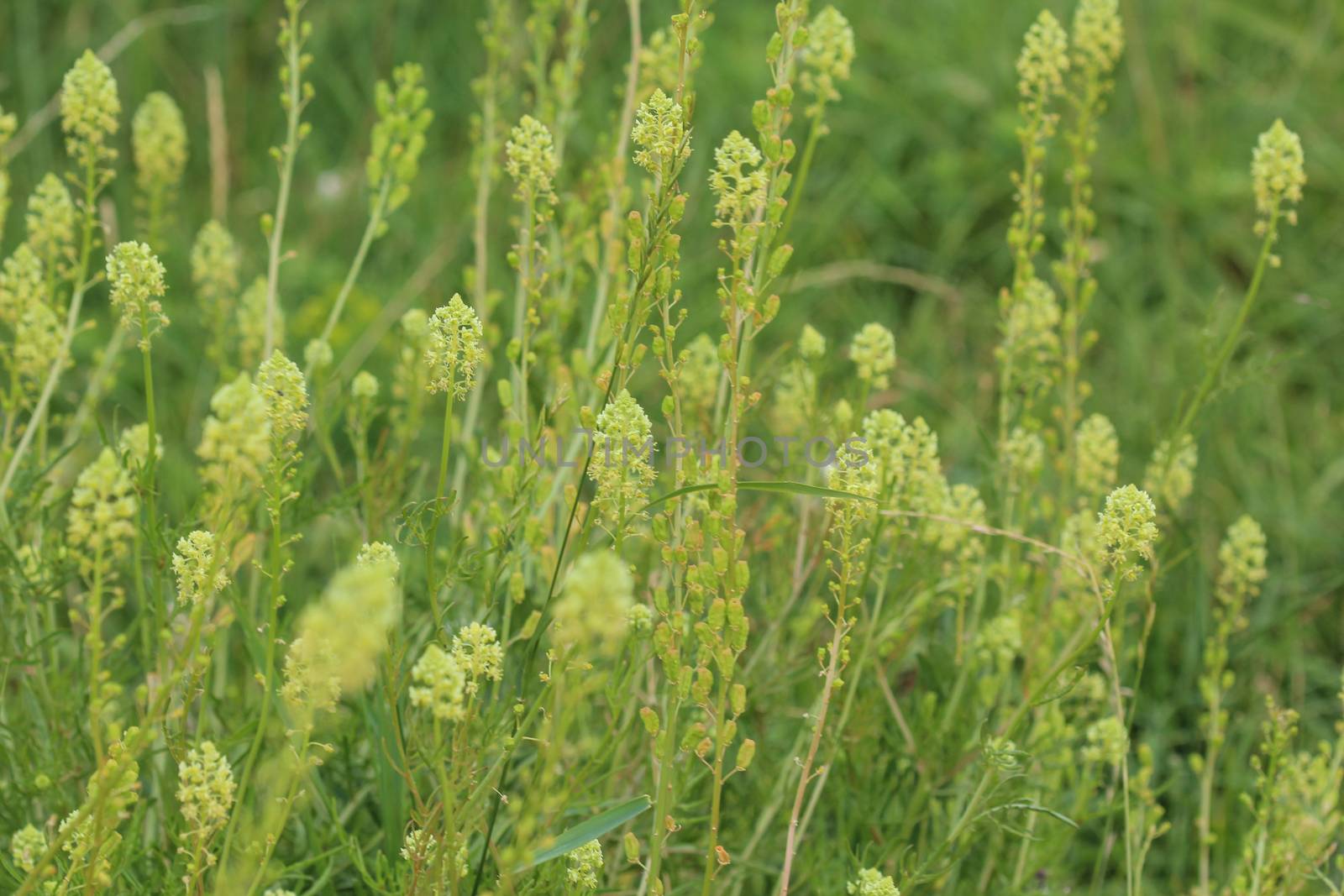 Close up of Reseda lutea, the yellow mignonette or wild mignonette flower