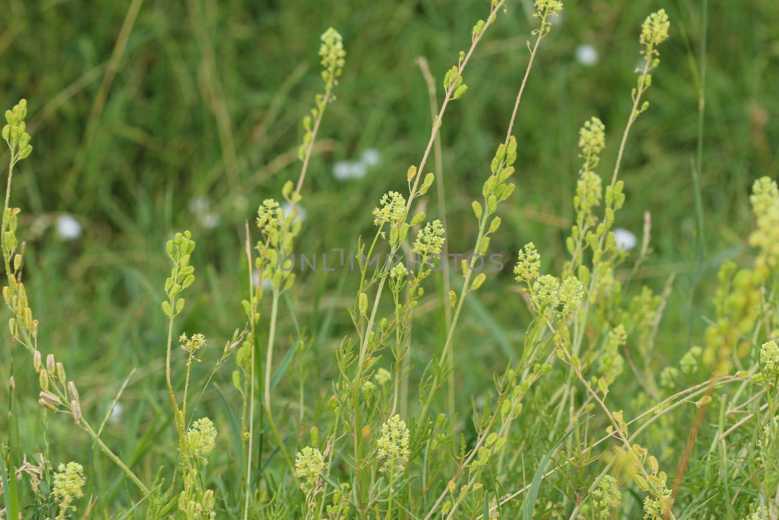 Close up of Reseda lutea, the yellow mignonette or wild mignonette flower