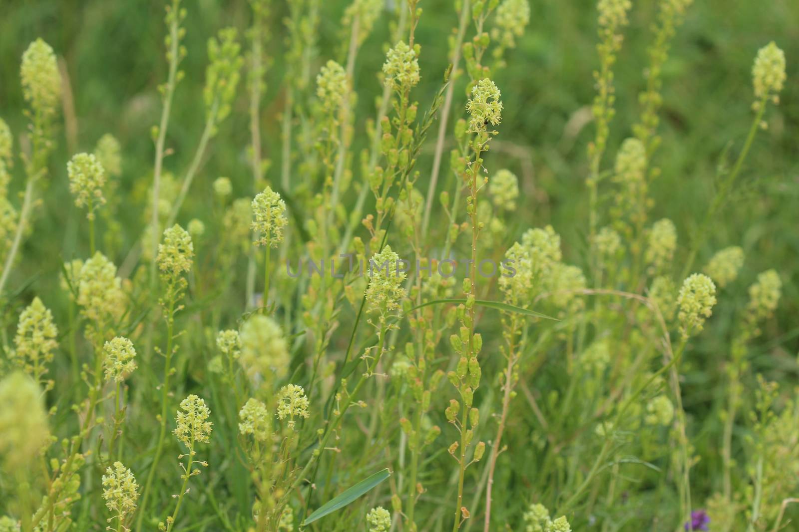 Close up of Reseda lutea, the yellow mignonette or wild mignonette flower