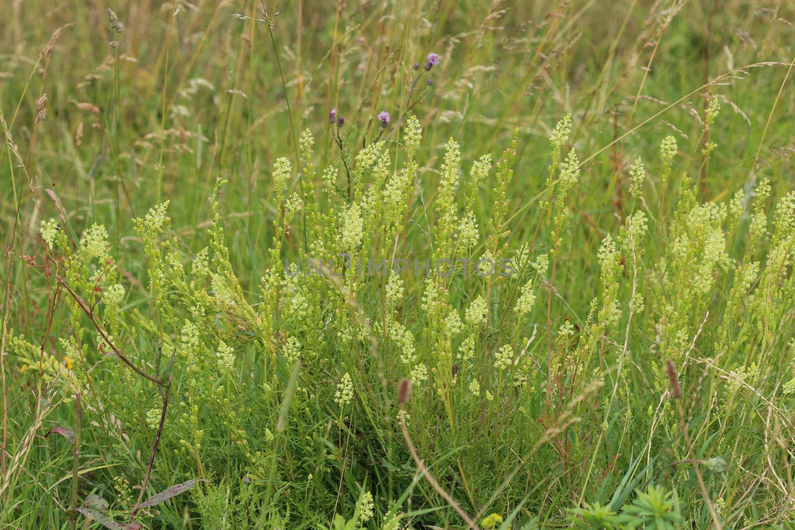 Close up of Reseda lutea, the yellow mignonette or wild mignonette flower