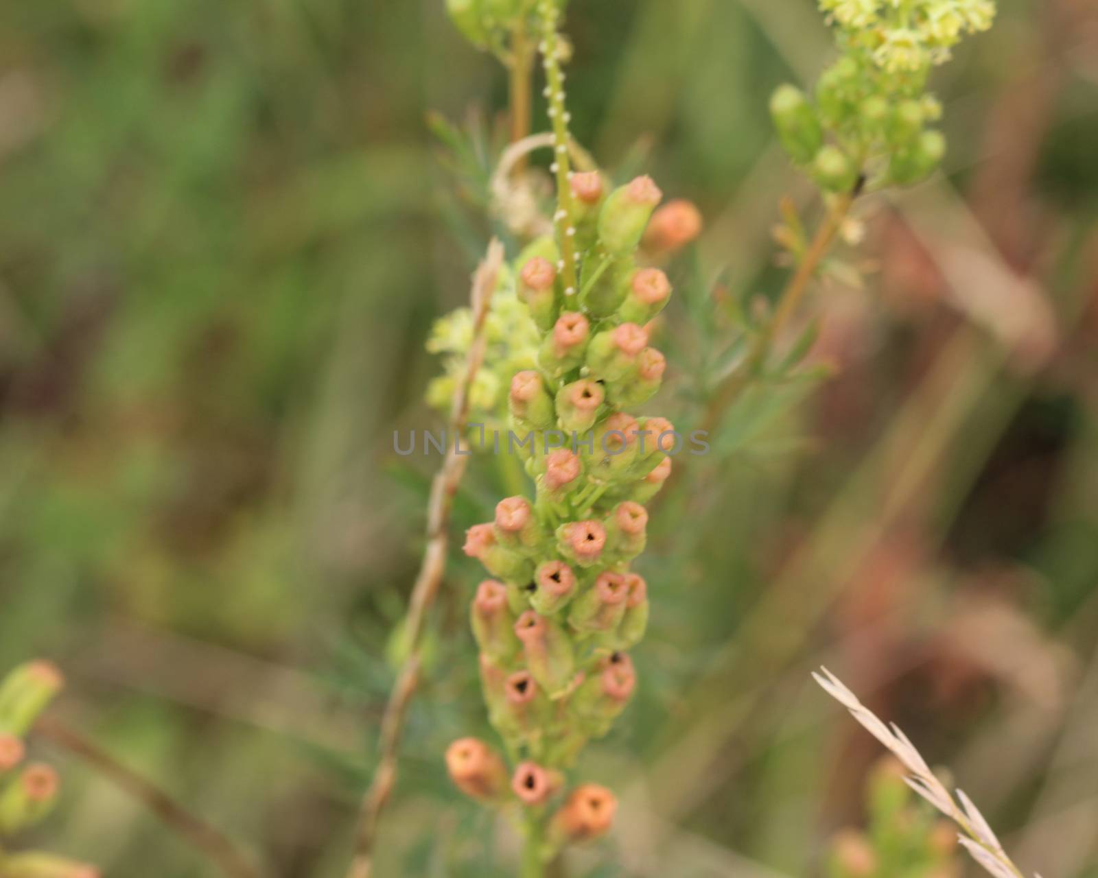 Close up of Reseda lutea, the yellow mignonette or wild mignonette flower