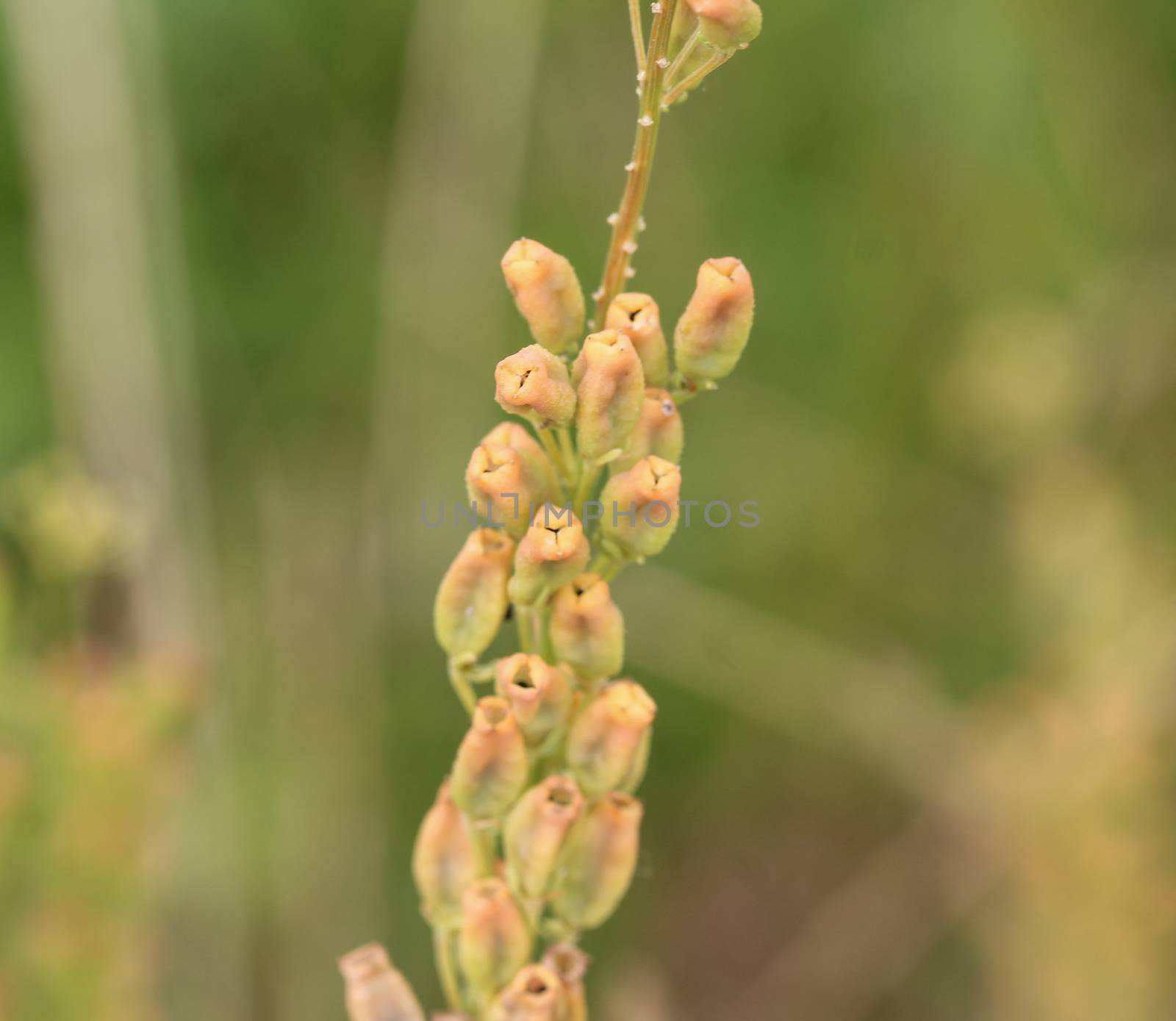 Close up of Reseda lutea, the yellow mignonette or wild mignonette flower