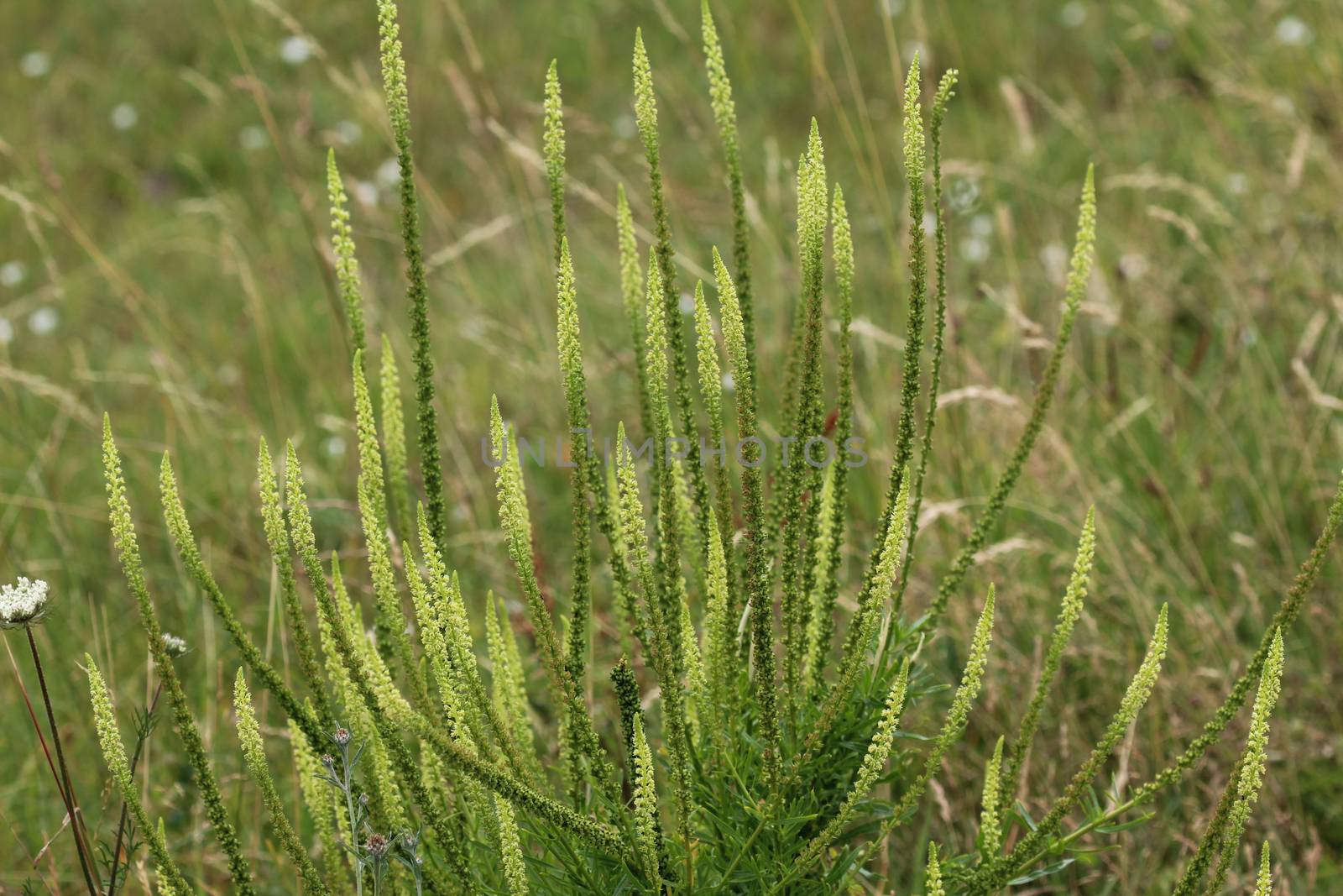 close up of Reseda luteola, known as dyer's rocket, dyer's weed, weld, woold, and yellow weed