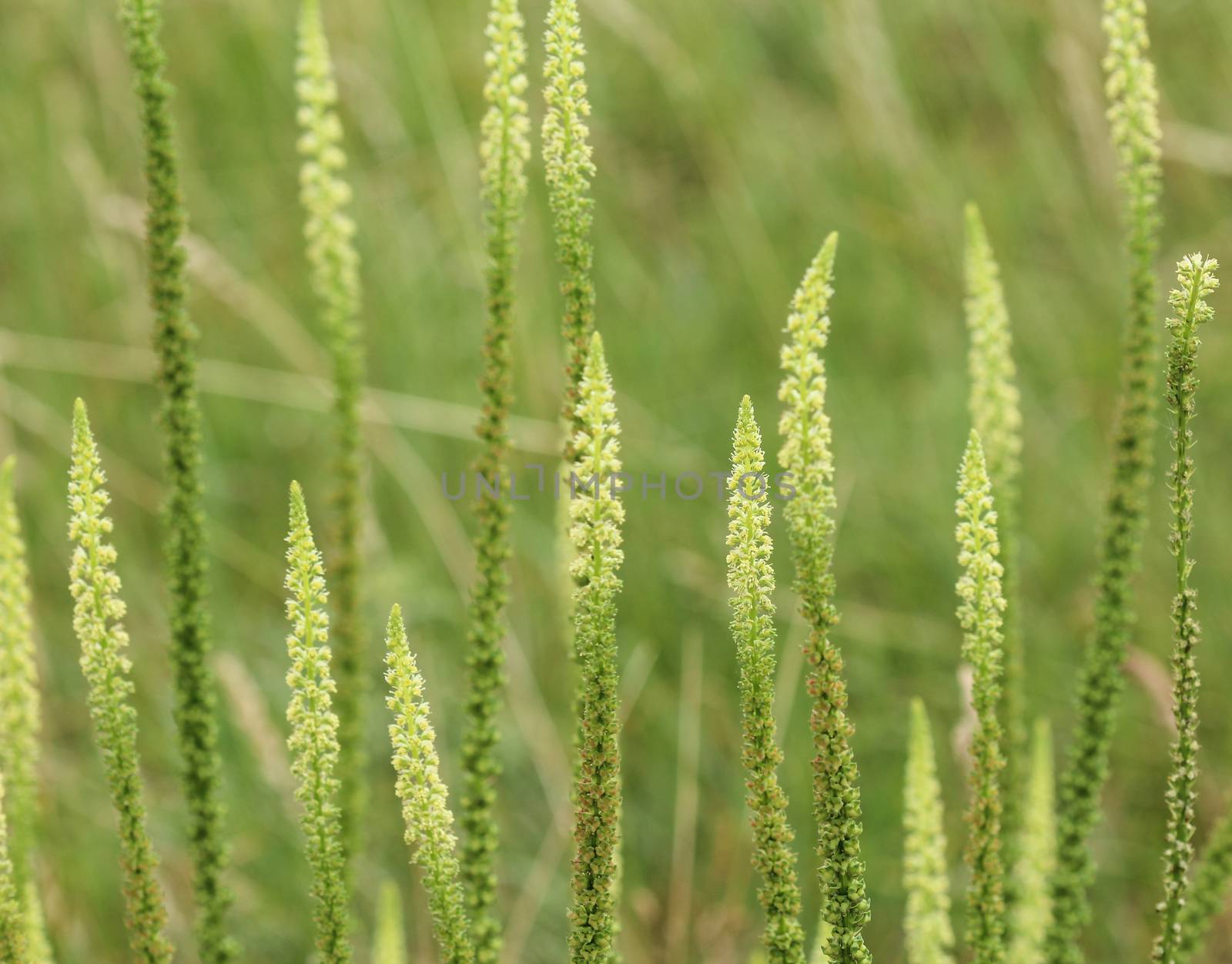 close up of Reseda luteola, known as dyer's rocket, dyer's weed, weld, woold, and yellow weed