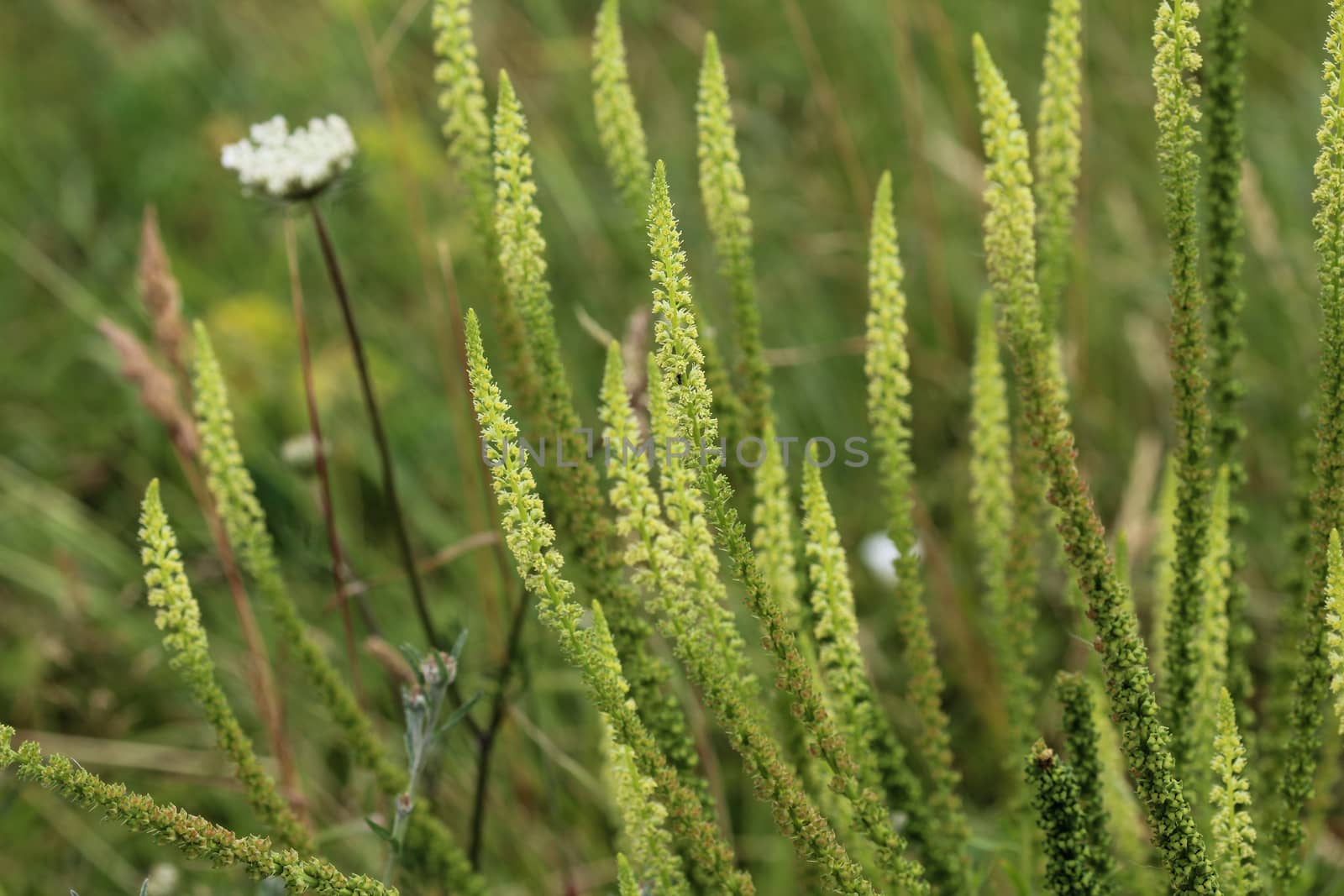 close up of Reseda luteola, known as dyer's rocket, dyer's weed, weld, woold, and yellow weed