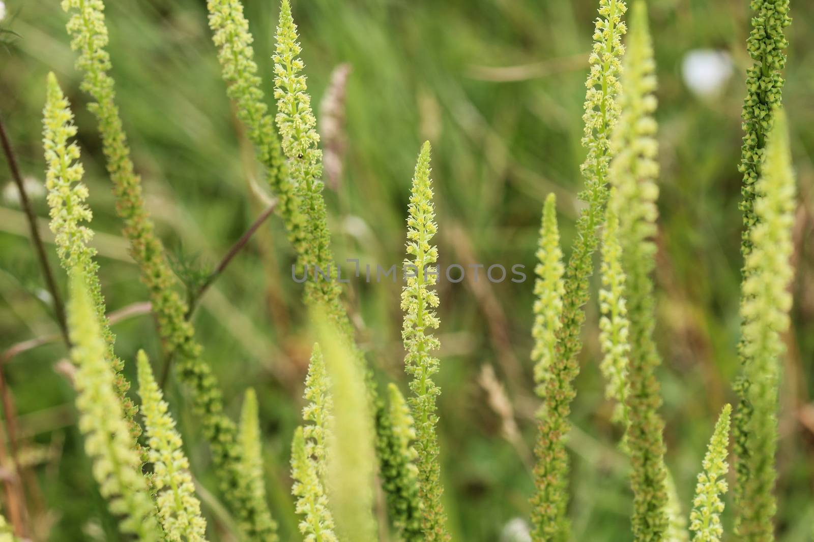 close up of Reseda luteola, known as dyer's rocket, dyer's weed, weld, woold, and yellow weed