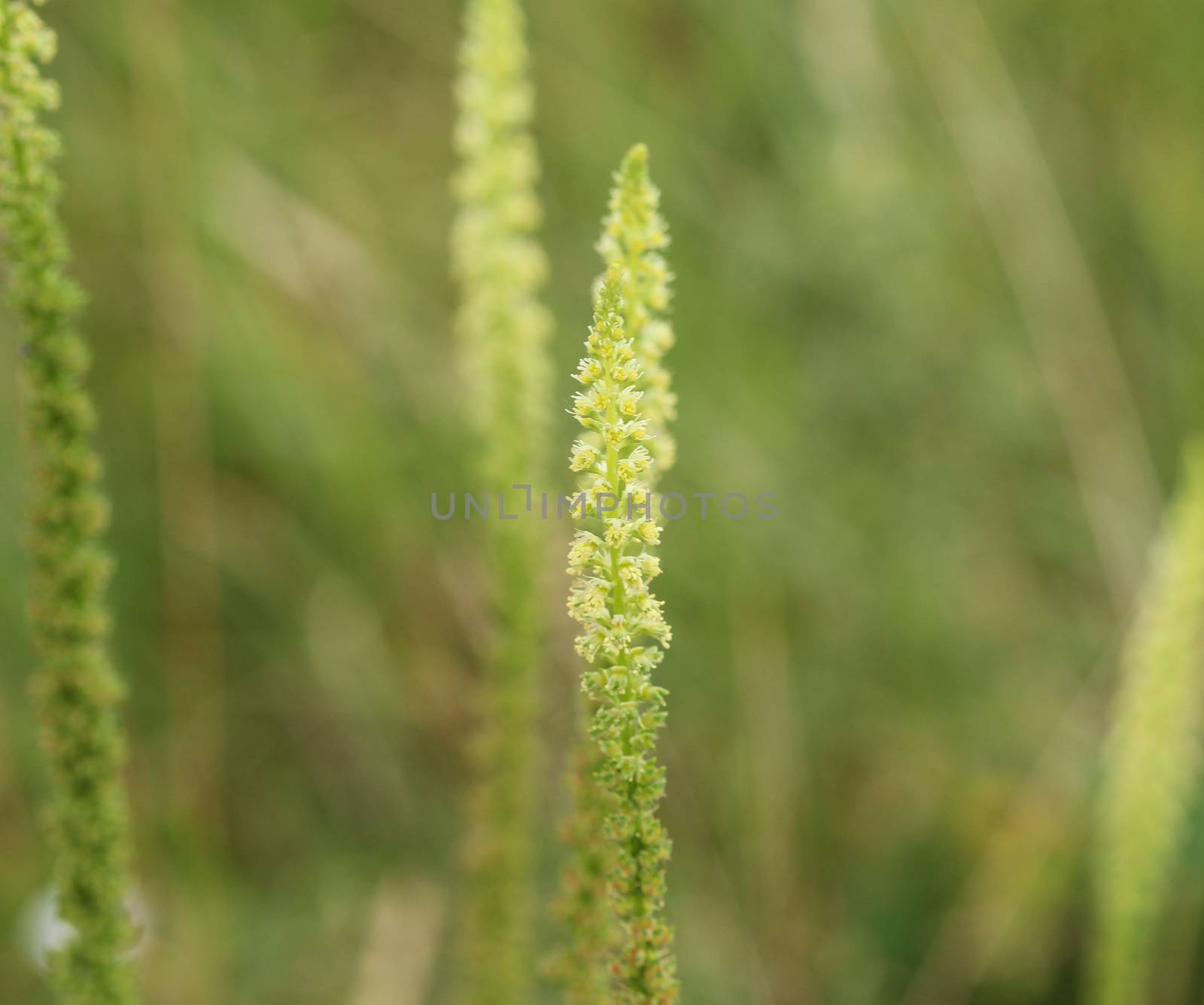 close up of Reseda luteola, known as dyer's rocket, dyer's weed, weld, woold, and yellow weed