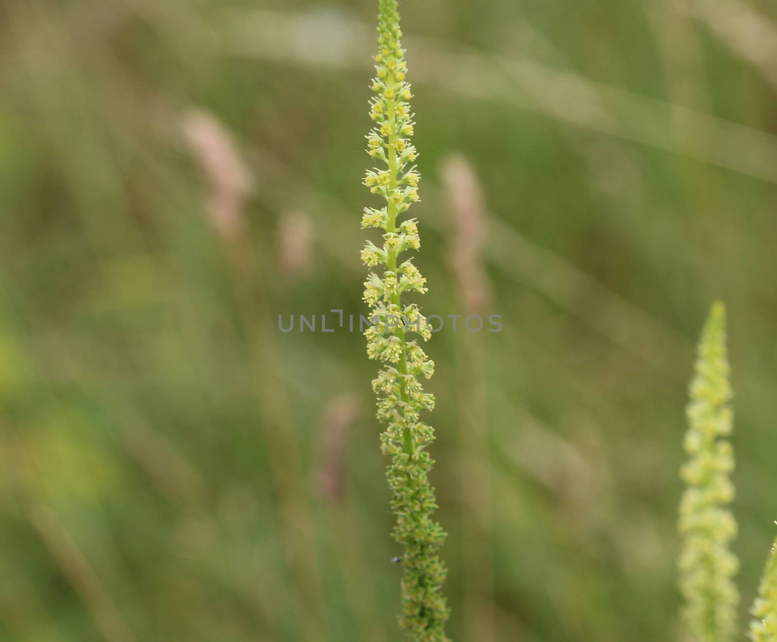 close up of Reseda luteola, known as dyer's rocket, dyer's weed, weld, woold, and yellow weed