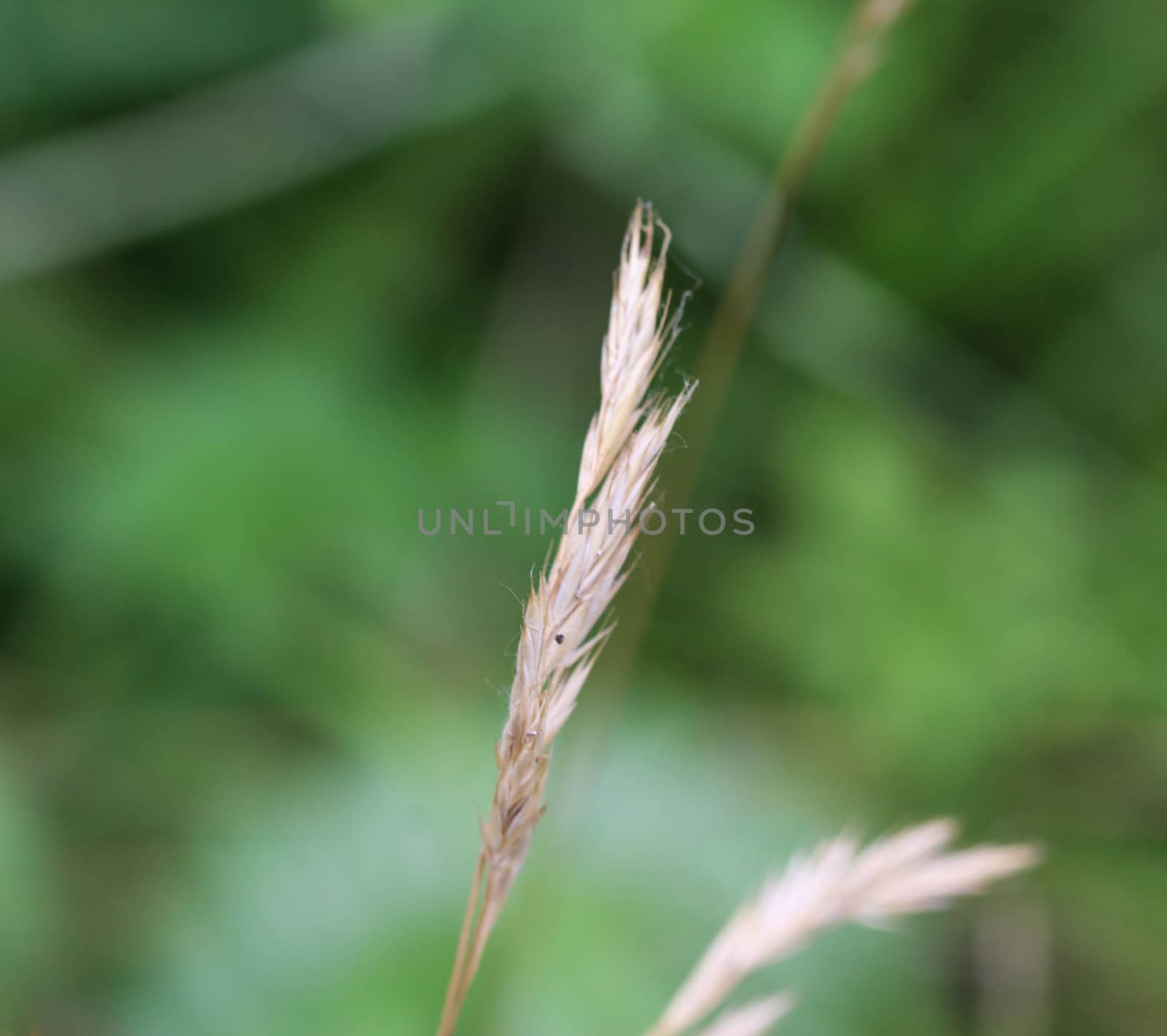 close up of Brachypodium sylvaticum, commonly known as false-brome, slender false brome or wood false brome