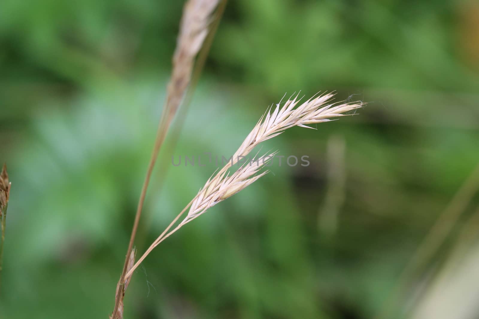 close up of Brachypodium sylvaticum, commonly known as false-brome, slender false brome or wood false brome