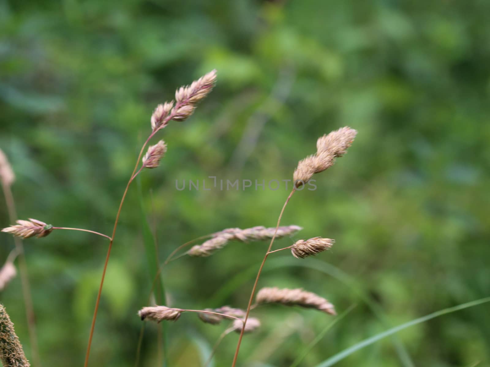 close up of Dactylis glomerata, also known as cock's-foot, orchard grass, or cat grass