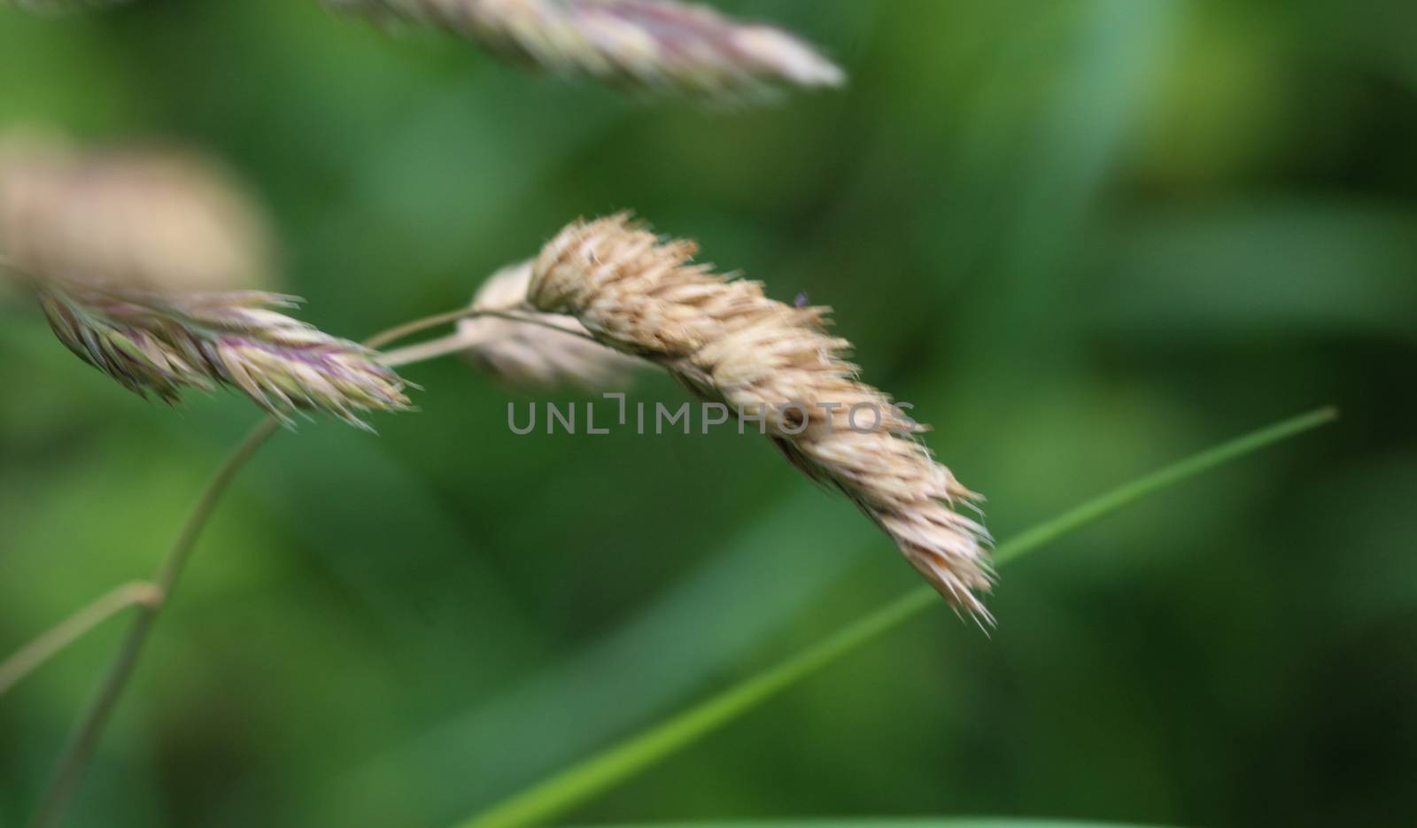close up of Dactylis glomerata, also known as cock's-foot, orchard grass, or cat grass