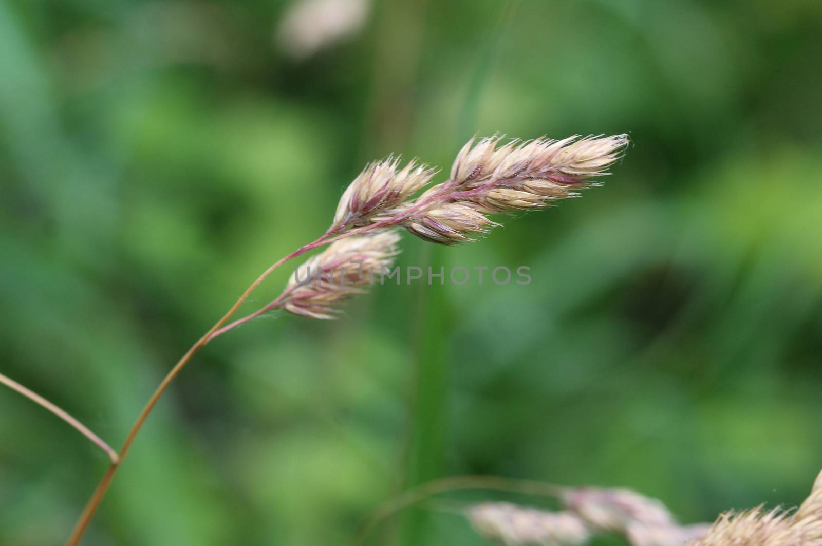 close up of Dactylis glomerata, also known as cock's-foot, orchard grass, or cat grass