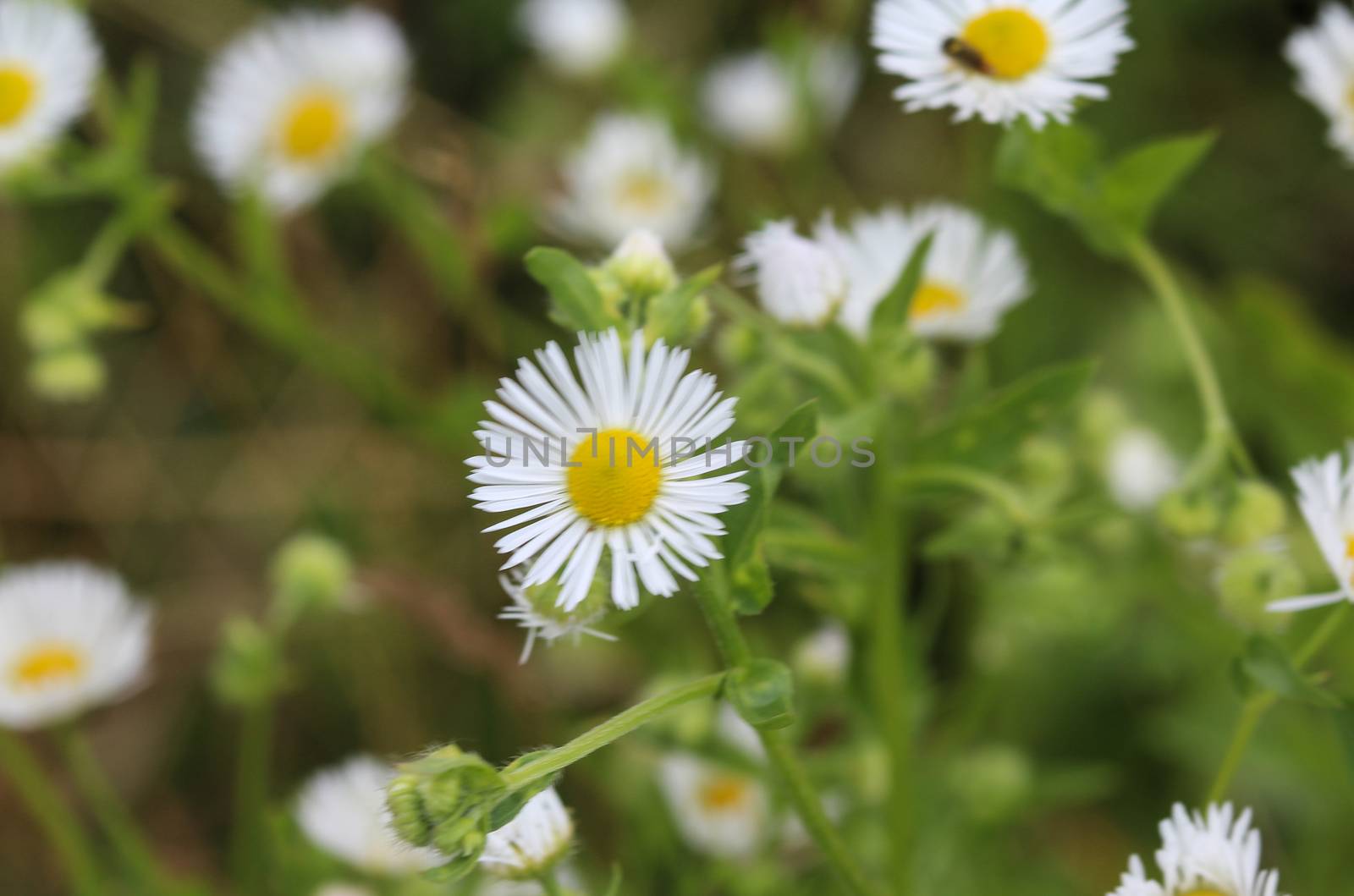 close up of Erigeron annuus, annual fleabane, daisy fleabane, or eastern daisy fleabane
