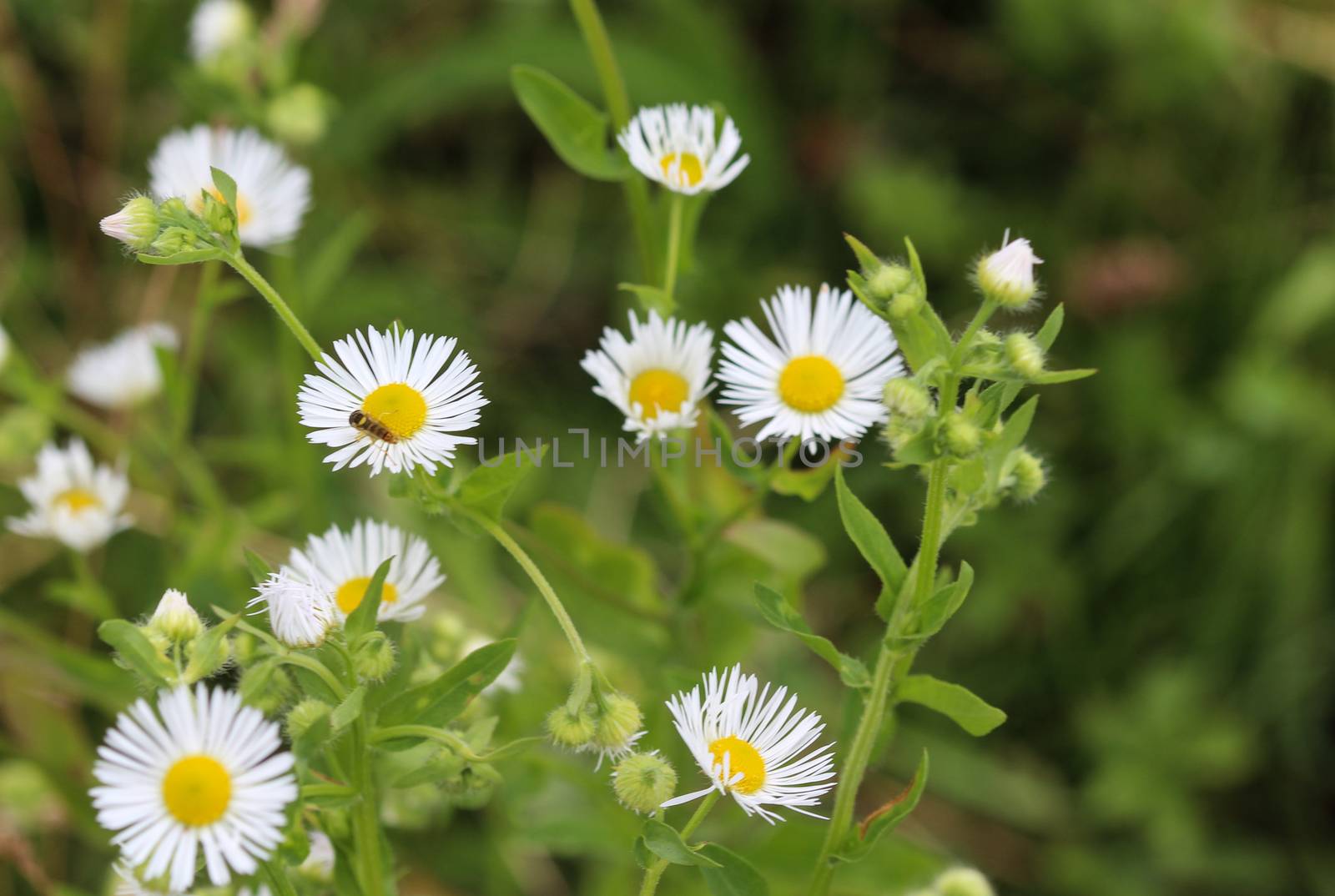 close up of Erigeron annuus, annual fleabane, daisy fleabane, or eastern daisy fleabane