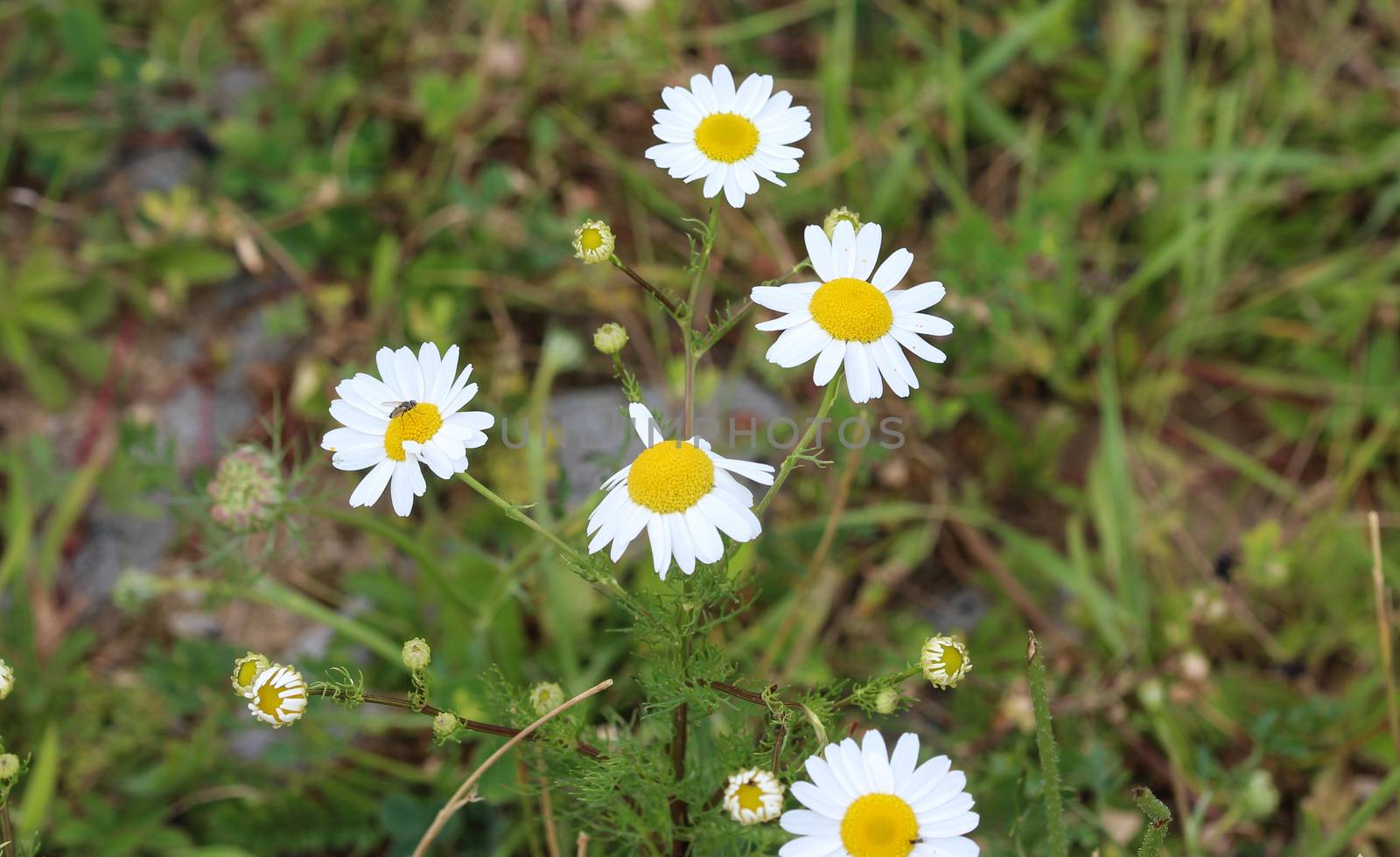 close up of Erigeron annuus, annual fleabane, daisy fleabane, or eastern daisy fleabane