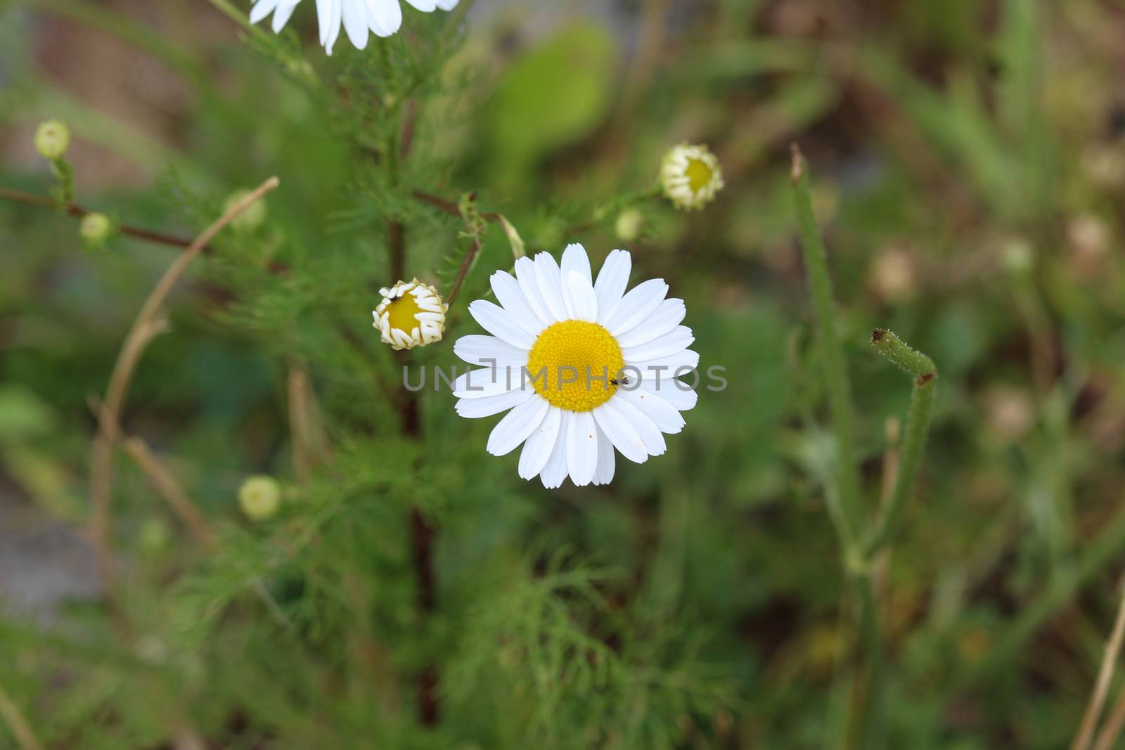 close up of Leucanthemum vulgare, commonly known as the ox-eye daisy, oxeye daisy, dog daisy