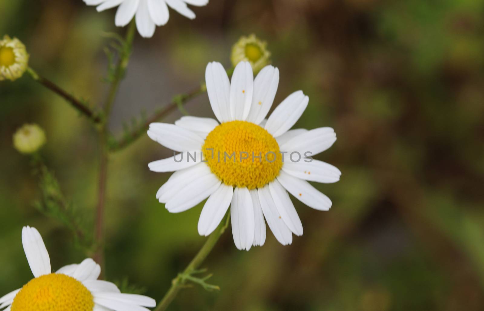 close up of Leucanthemum vulgare, commonly known as the ox-eye daisy, oxeye daisy, dog daisy