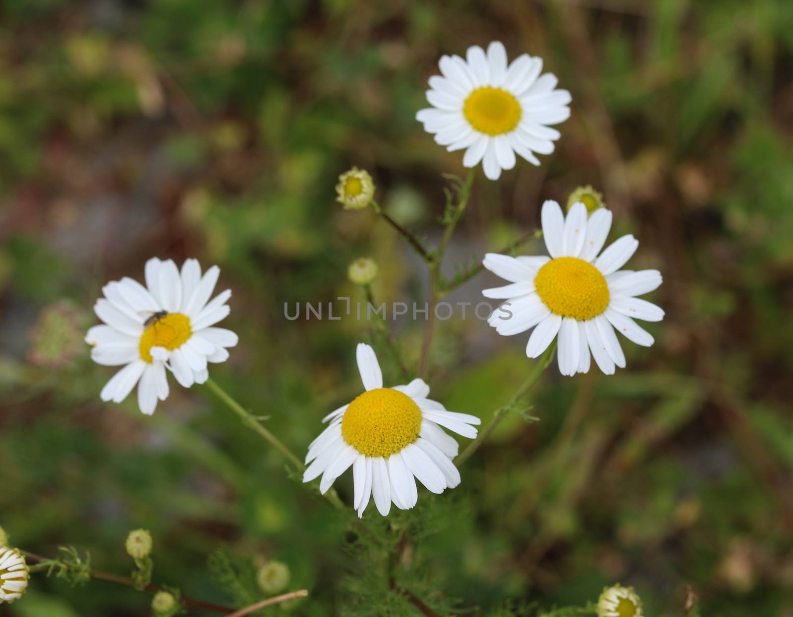 close up of Leucanthemum vulgare, commonly known as the ox-eye daisy, oxeye daisy, dog daisy