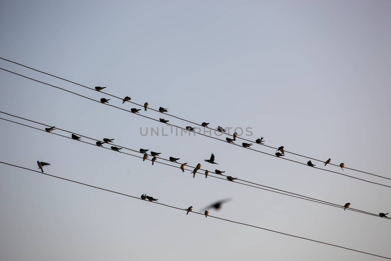 The Swallows, Martins And Saw-Wings, Or Hirundinidae, Are A Family Of Passerine Birds Found Around The World On All Continents, Including Occasionally In Antarctica. by nenovbrothers