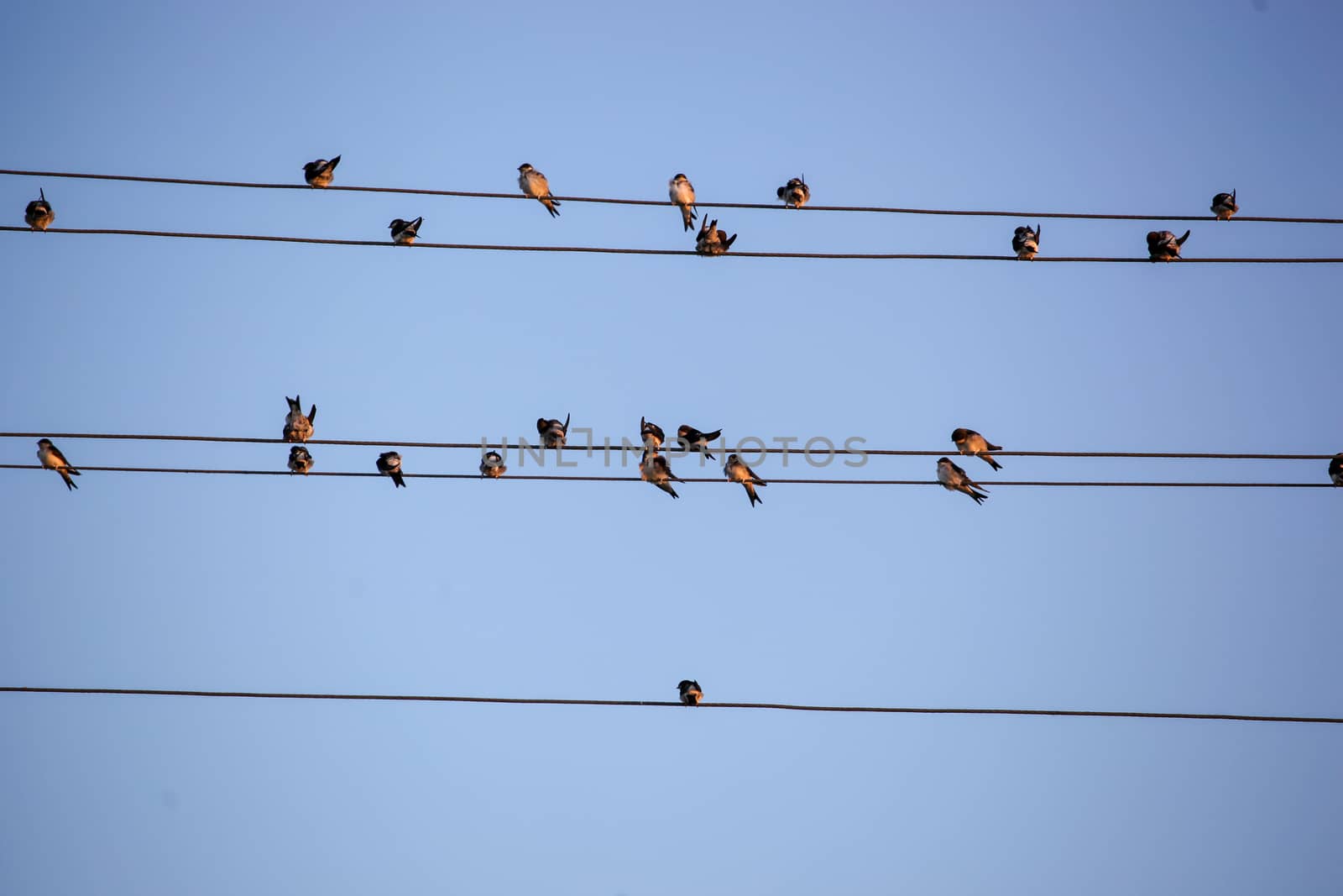 The Swallows, Martins And Saw-Wings, Or Hirundinidae, Are A Family Of Passerine Birds Found Around The World On All Continents, Including Occasionally In Antarctica.