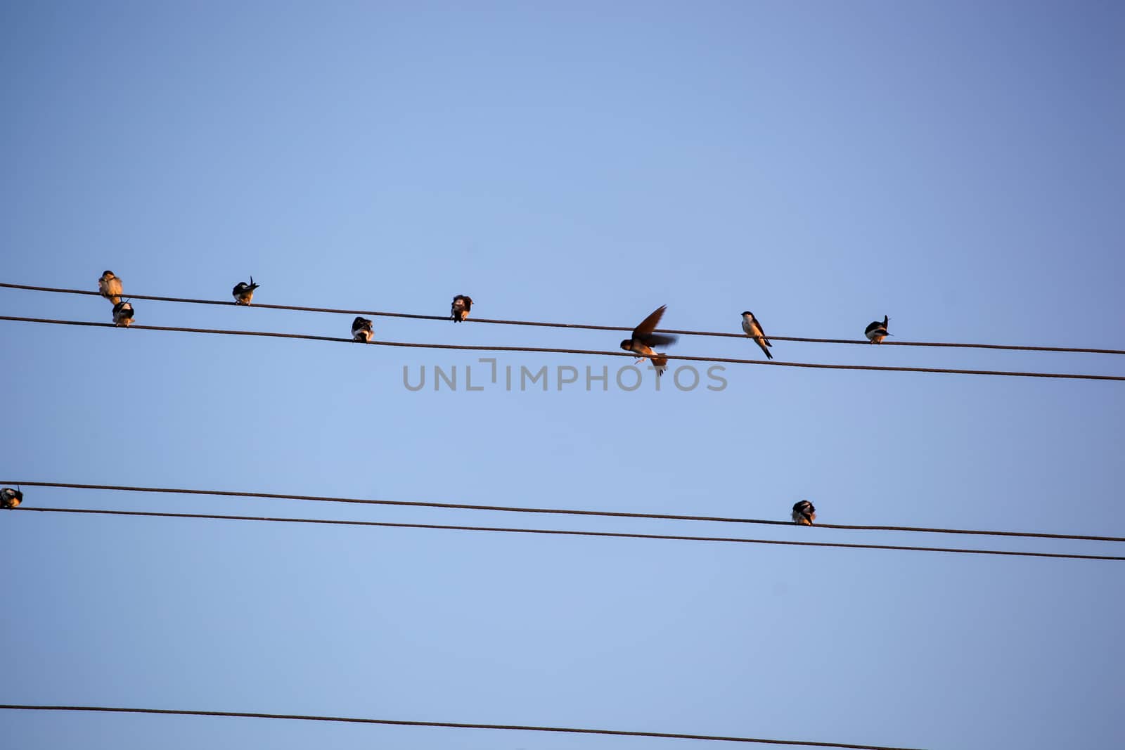 The Swallows, Martins And Saw-Wings, Or Hirundinidae, Are A Family Of Passerine Birds Found Around The World On All Continents, Including Occasionally In Antarctica. by nenovbrothers