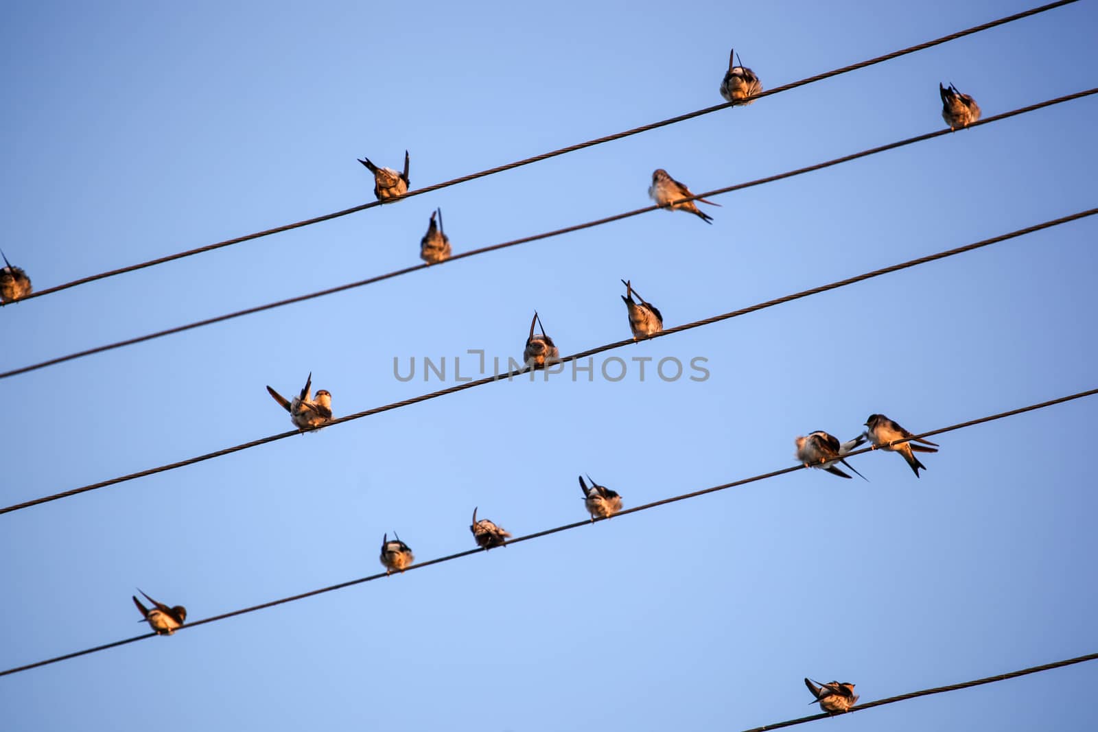 The Swallows, Martins And Saw-Wings, Or Hirundinidae, Are A Family Of Passerine Birds Found Around The World On All Continents, Including Occasionally In Antarctica. by nenovbrothers