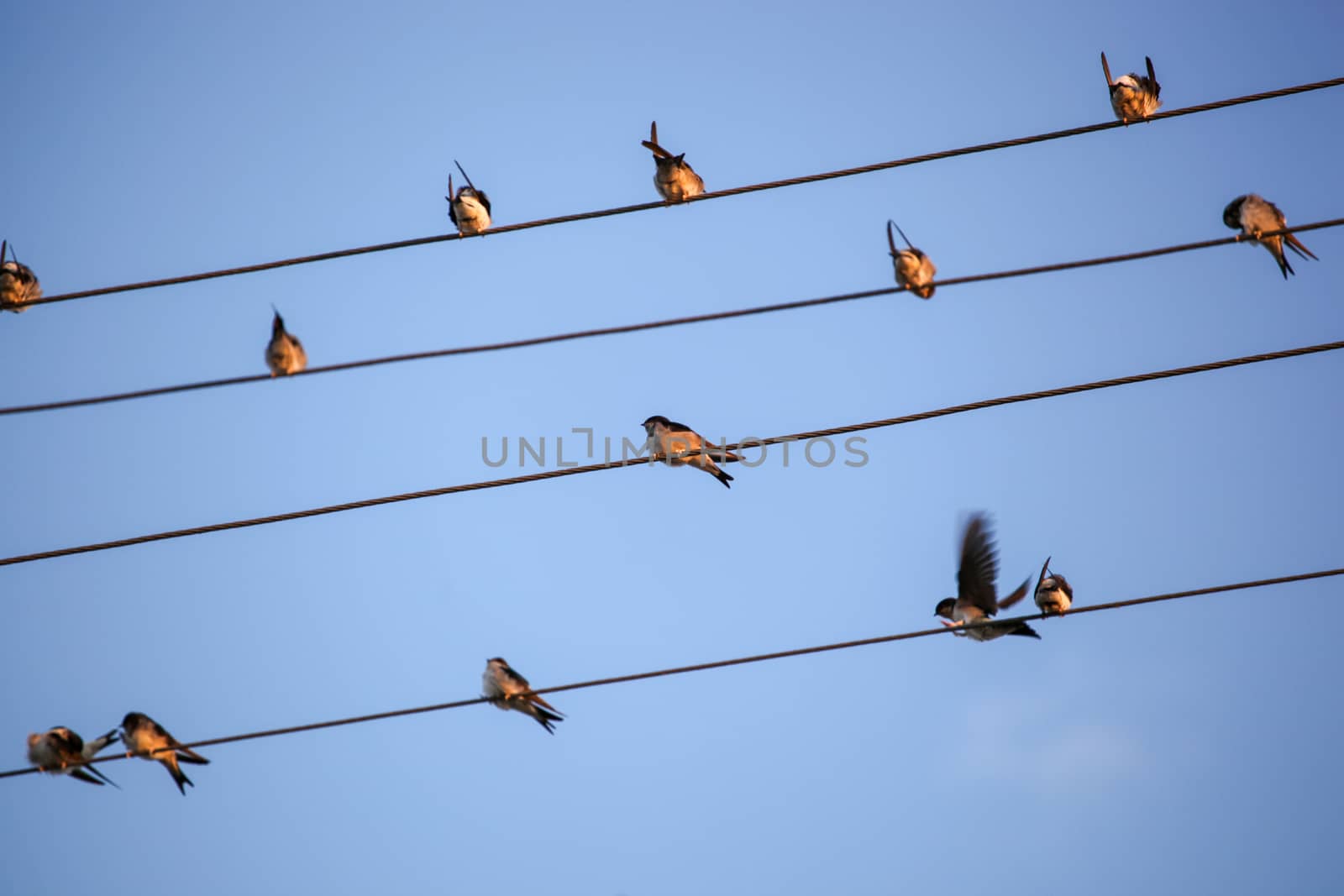 The Swallows, Martins And Saw-Wings, Or Hirundinidae, Are A Family Of Passerine Birds Found Around The World On All Continents, Including Occasionally In Antarctica. by nenovbrothers