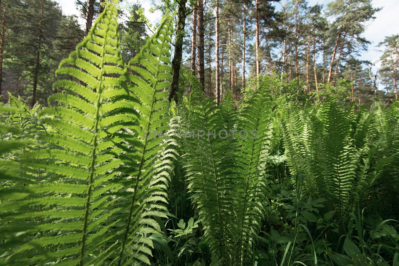 Green ferns plant in the forest in sunny summer evening